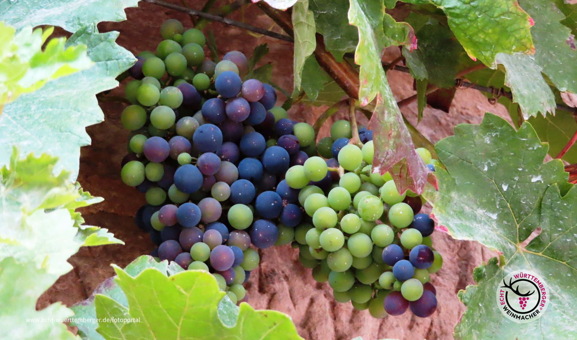 Trauben-Farbenpracht