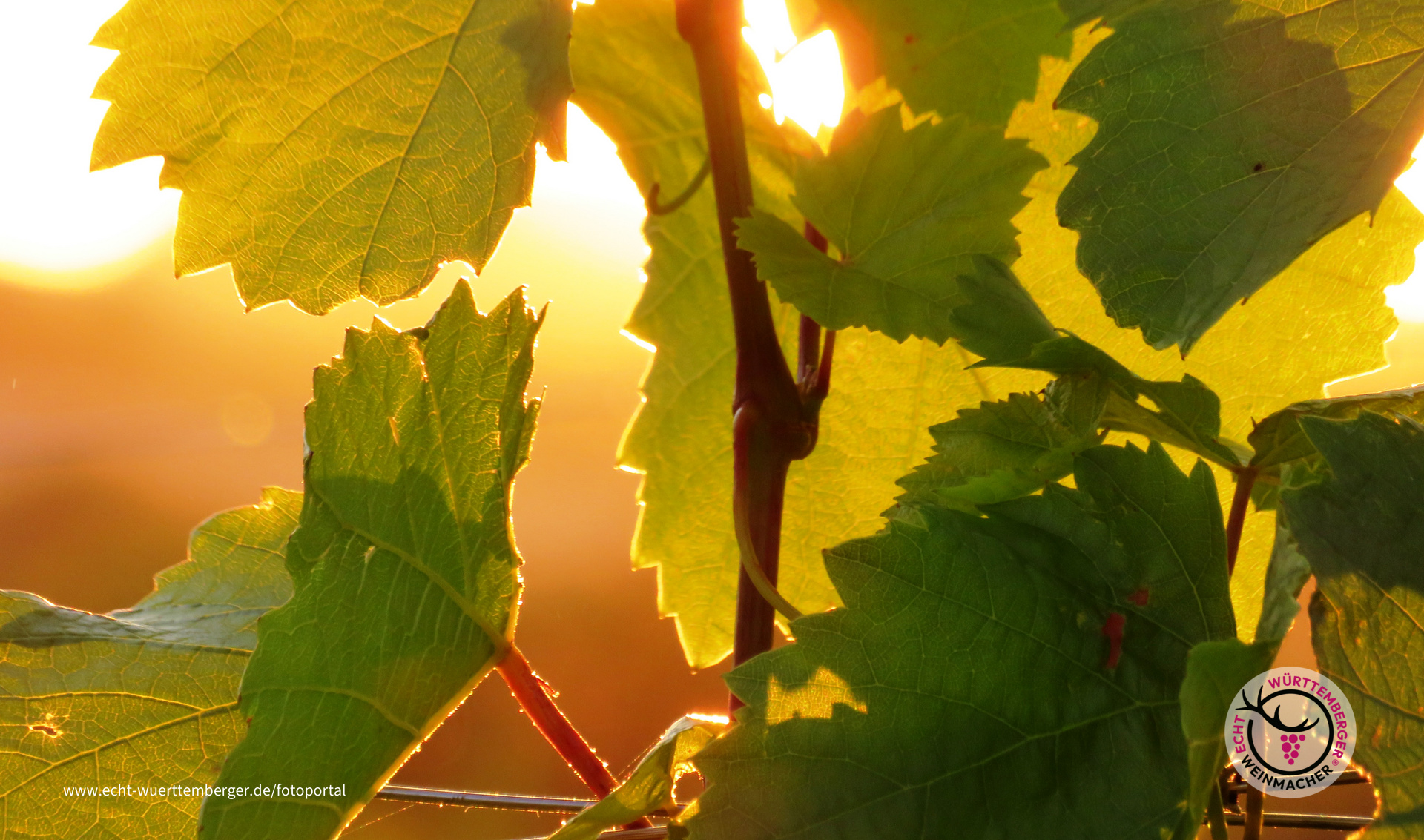 sonnendurchflutetes Weinlaub