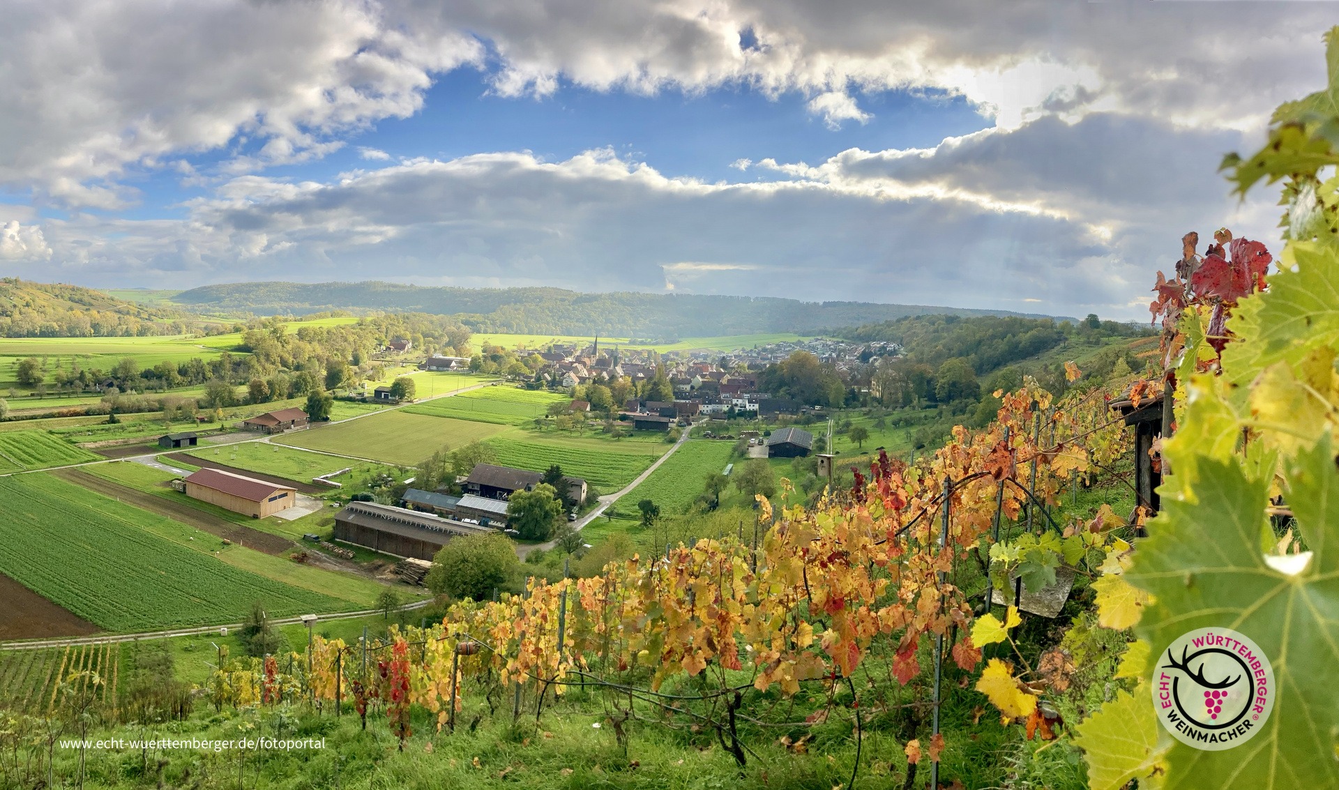 Bunter Wein - Herbst an der Enzschleife bei Mühlhausen