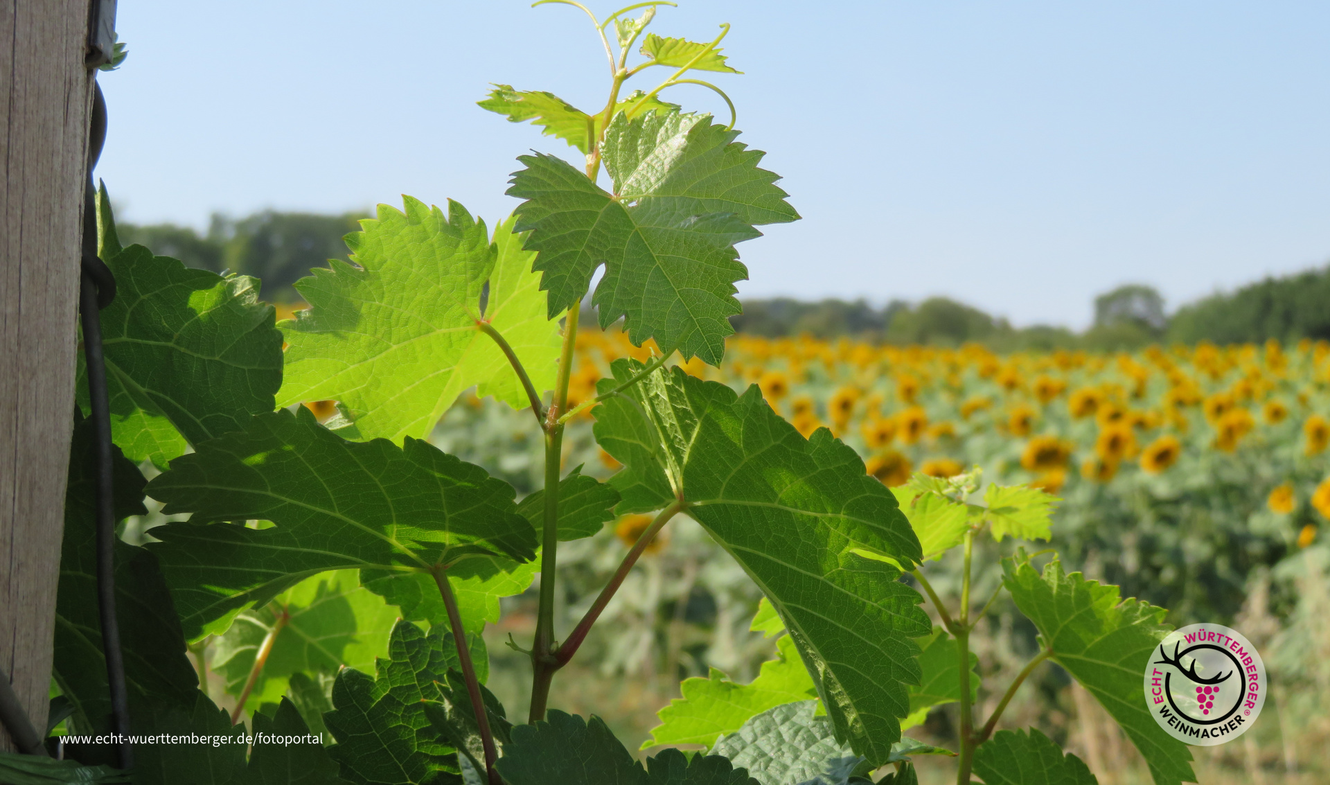 Sommer, Wein und Sonnenblumen
