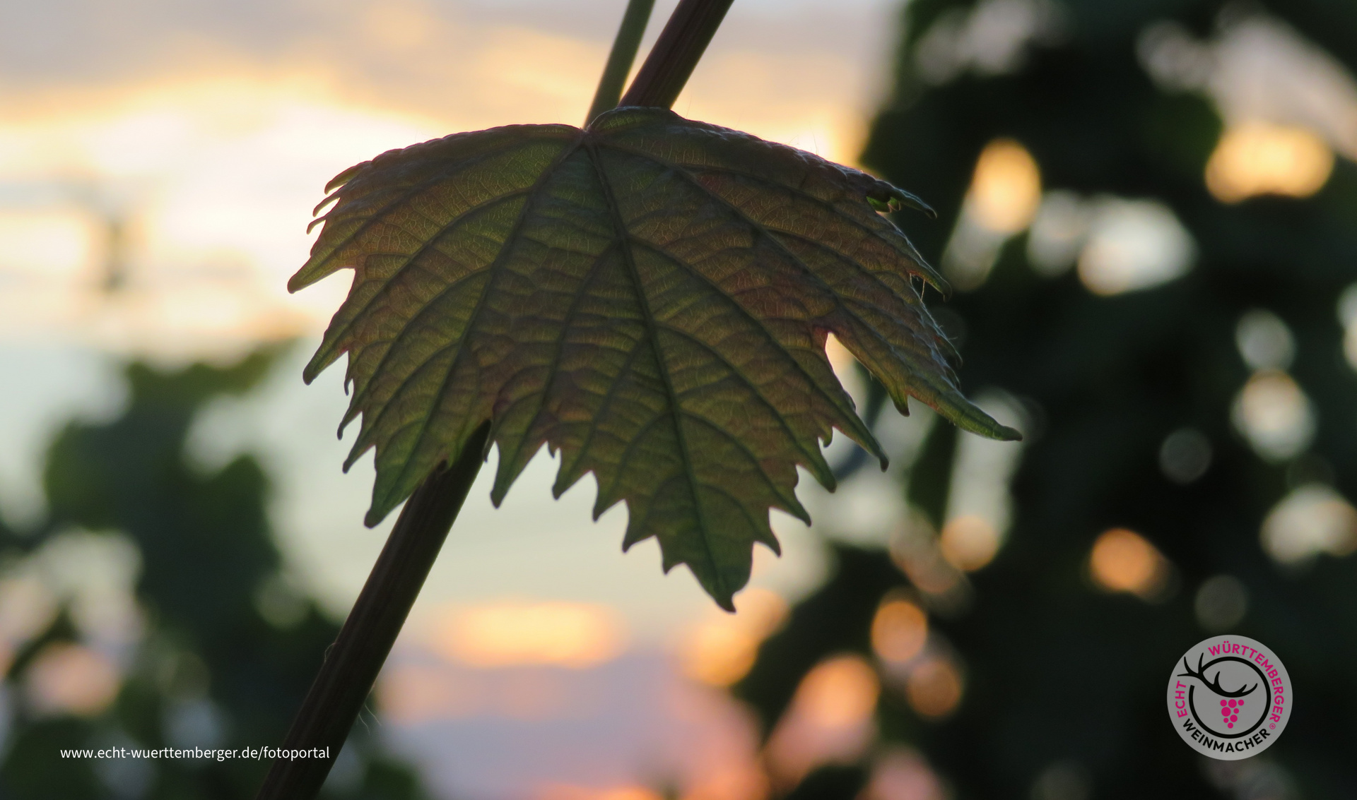 Weinlaub in funkelnder Abendsonne