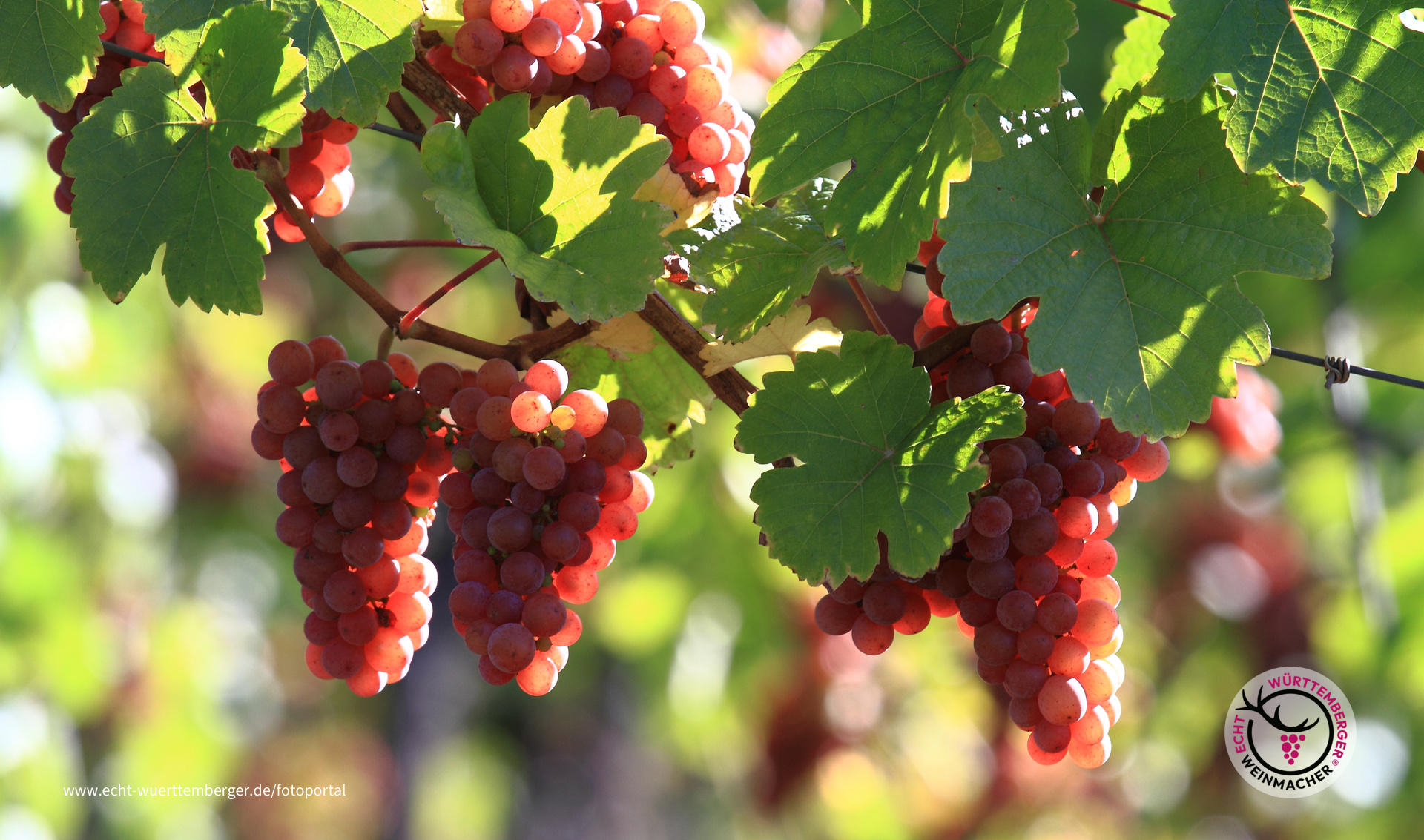 Obertürkheimer Gewürztraminer