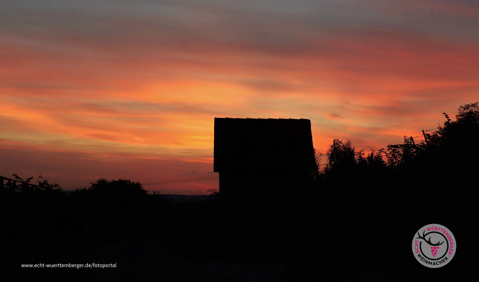 Abendstimmung im Weinberg