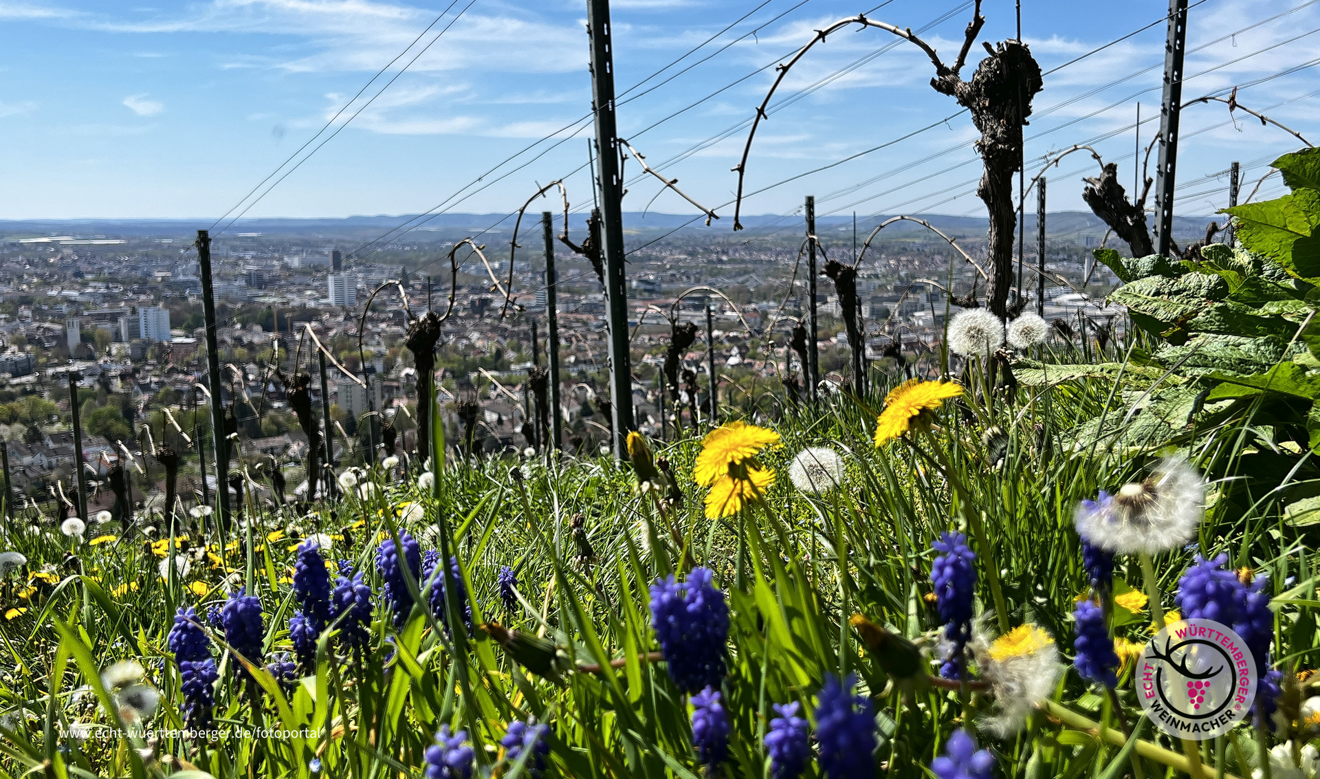 Es blüht im Weinberg