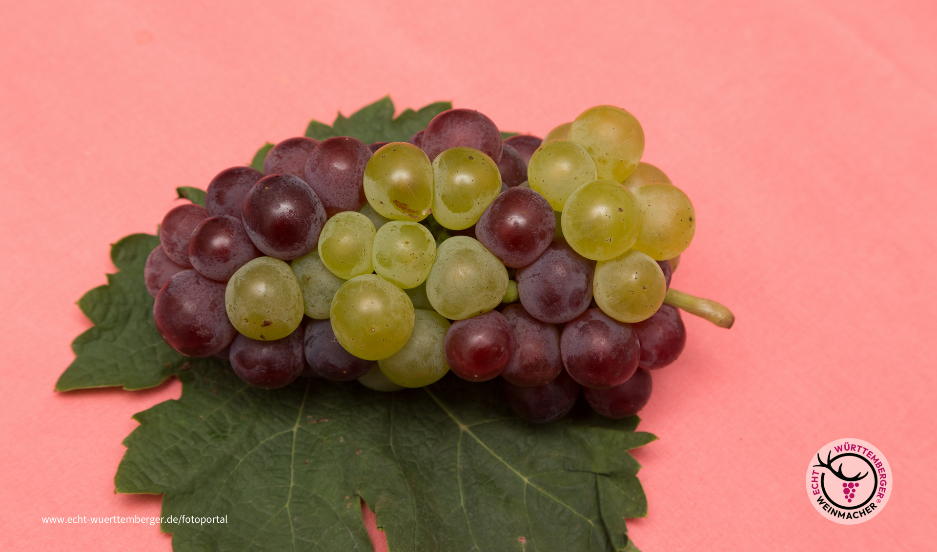 Württemberger Schillertraube