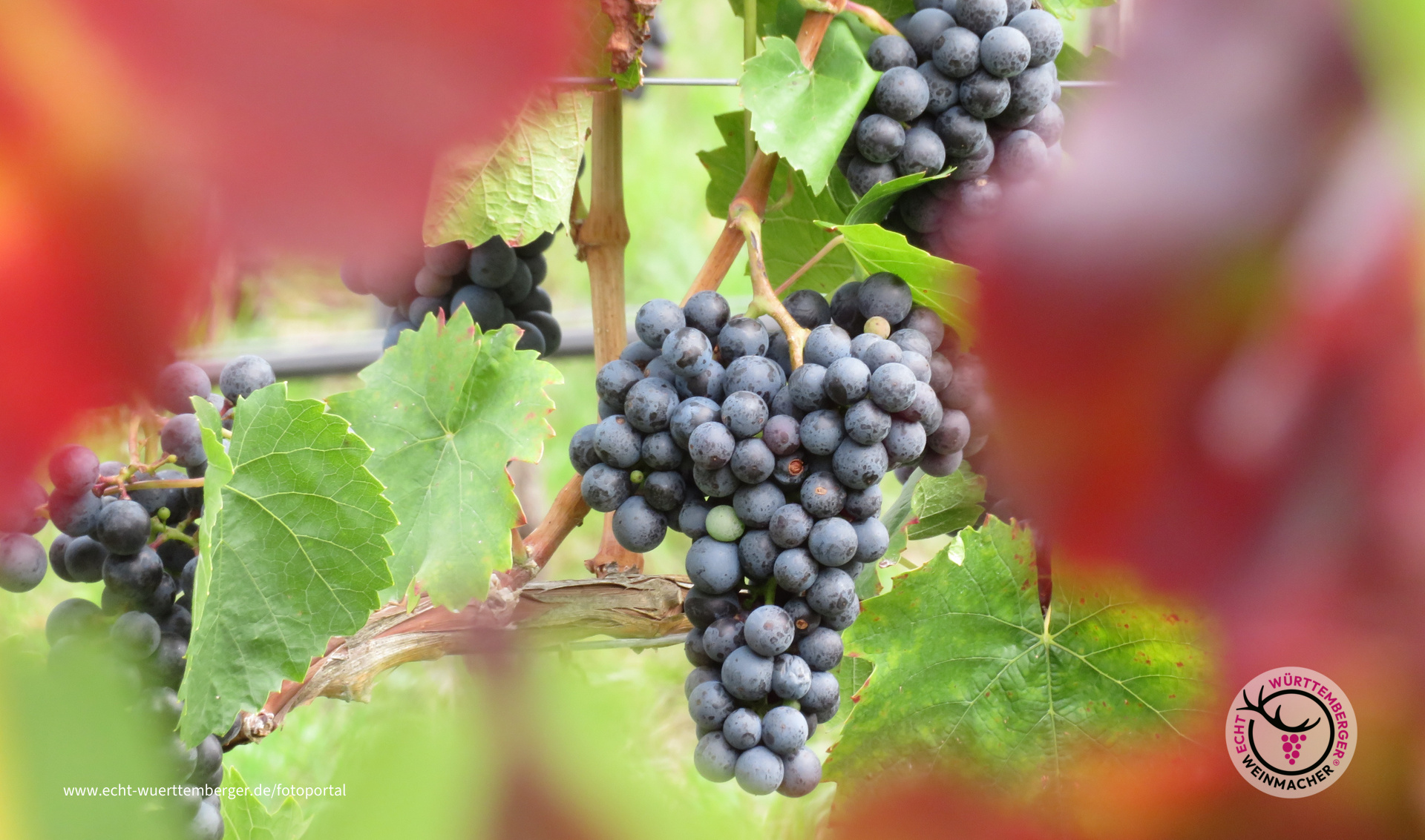 Bunte Weinwelt