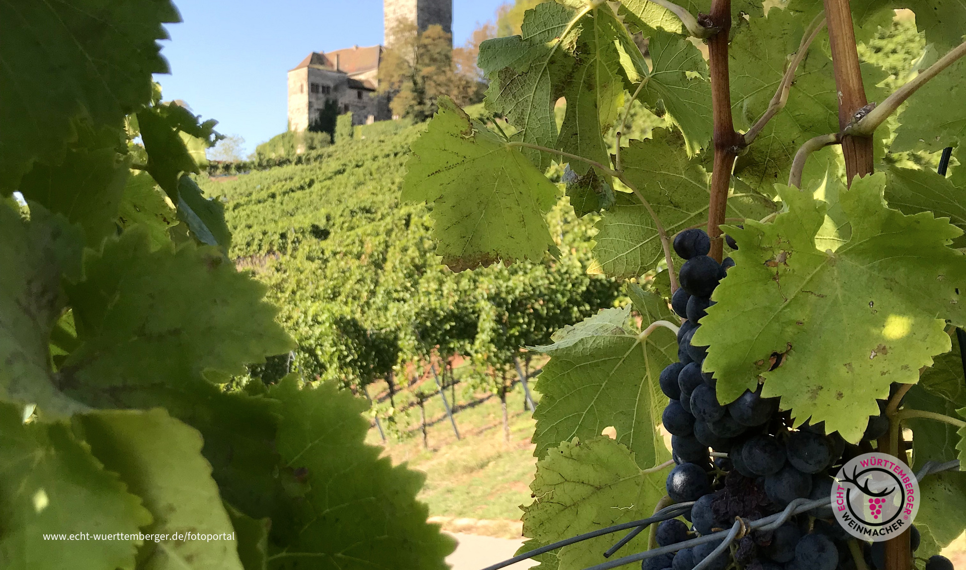 Blick zur Burg Lichtenberg