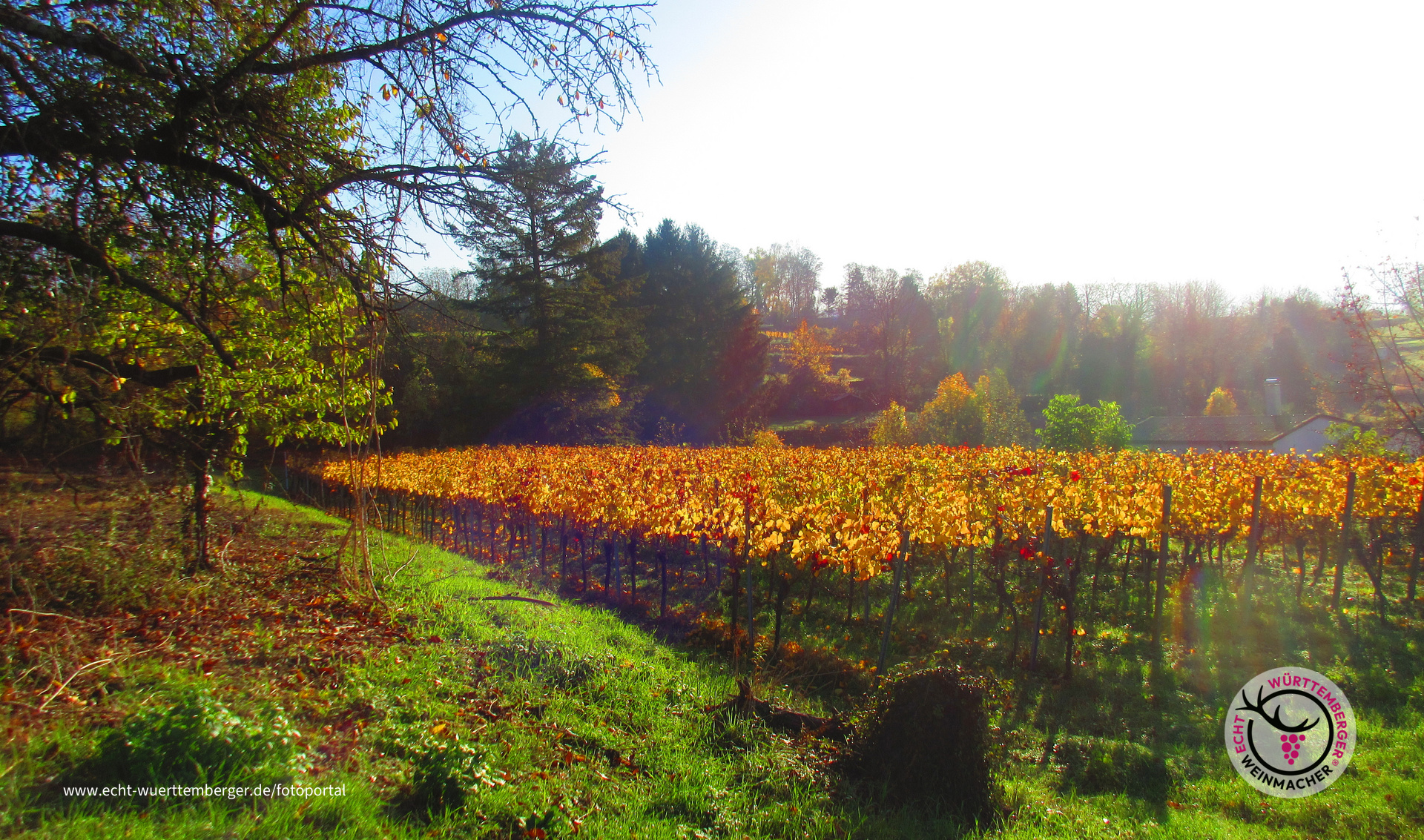 Morgensonne in den Reben 