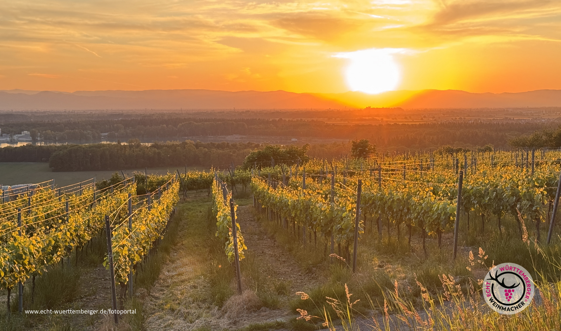 Sonnenuntergang im Weinberg