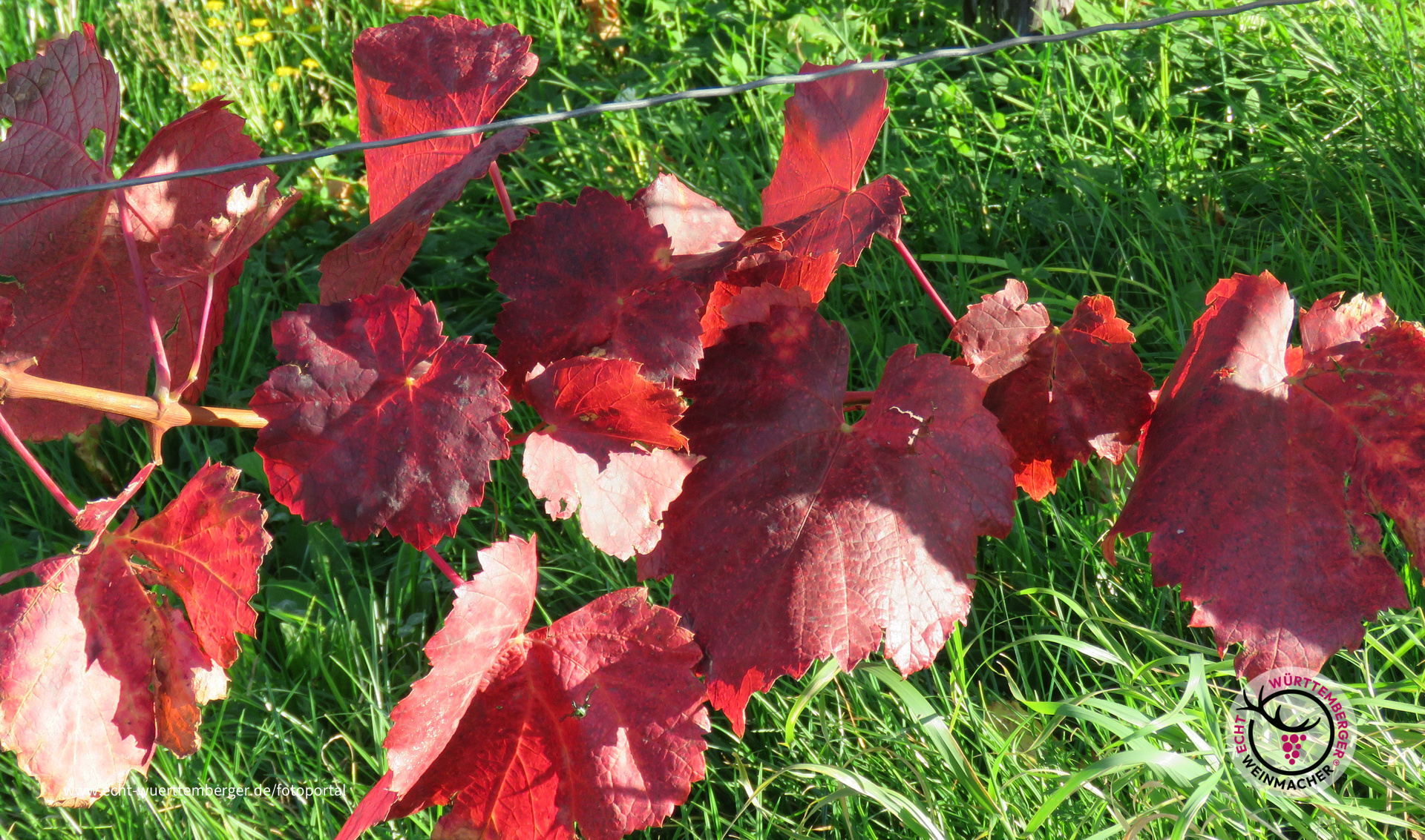 der Kappelberg - Fellbacher Hausberg - 