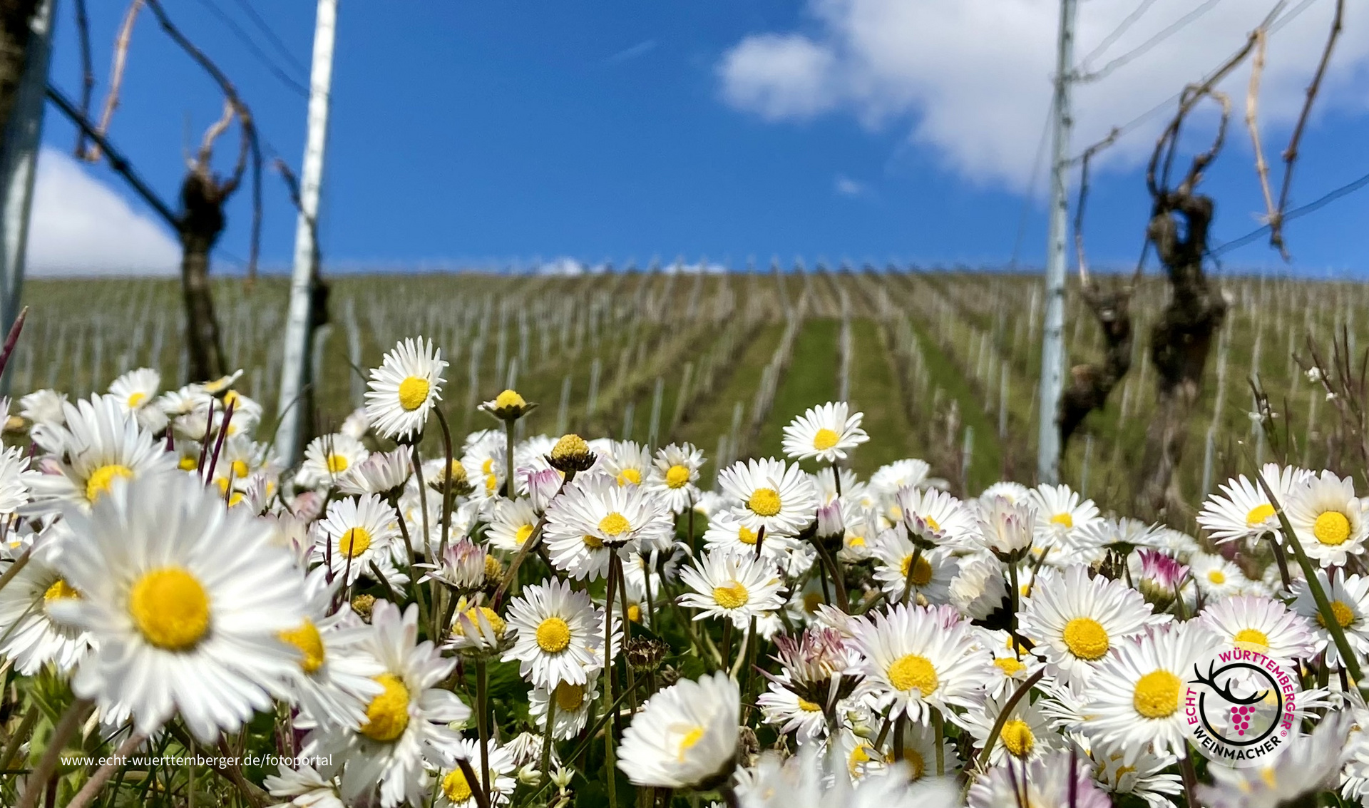 Gänseblümchenparade zwischen "den Zeilen"