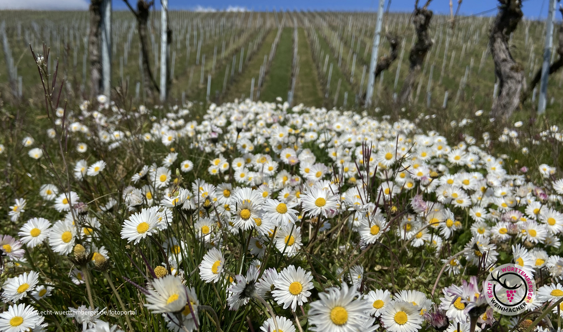 Frühling im Weinberg