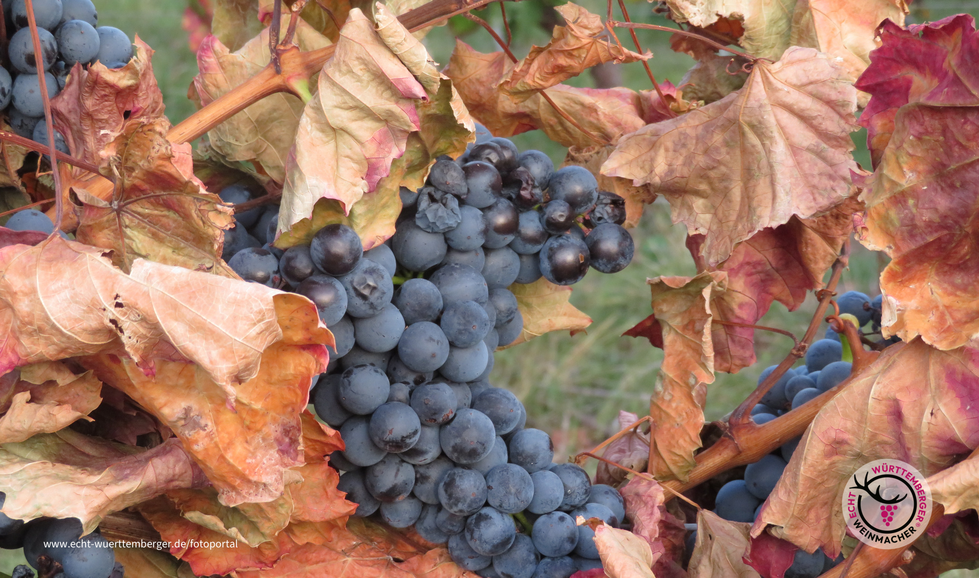 trockenes Weinlaub und saftige Trauben