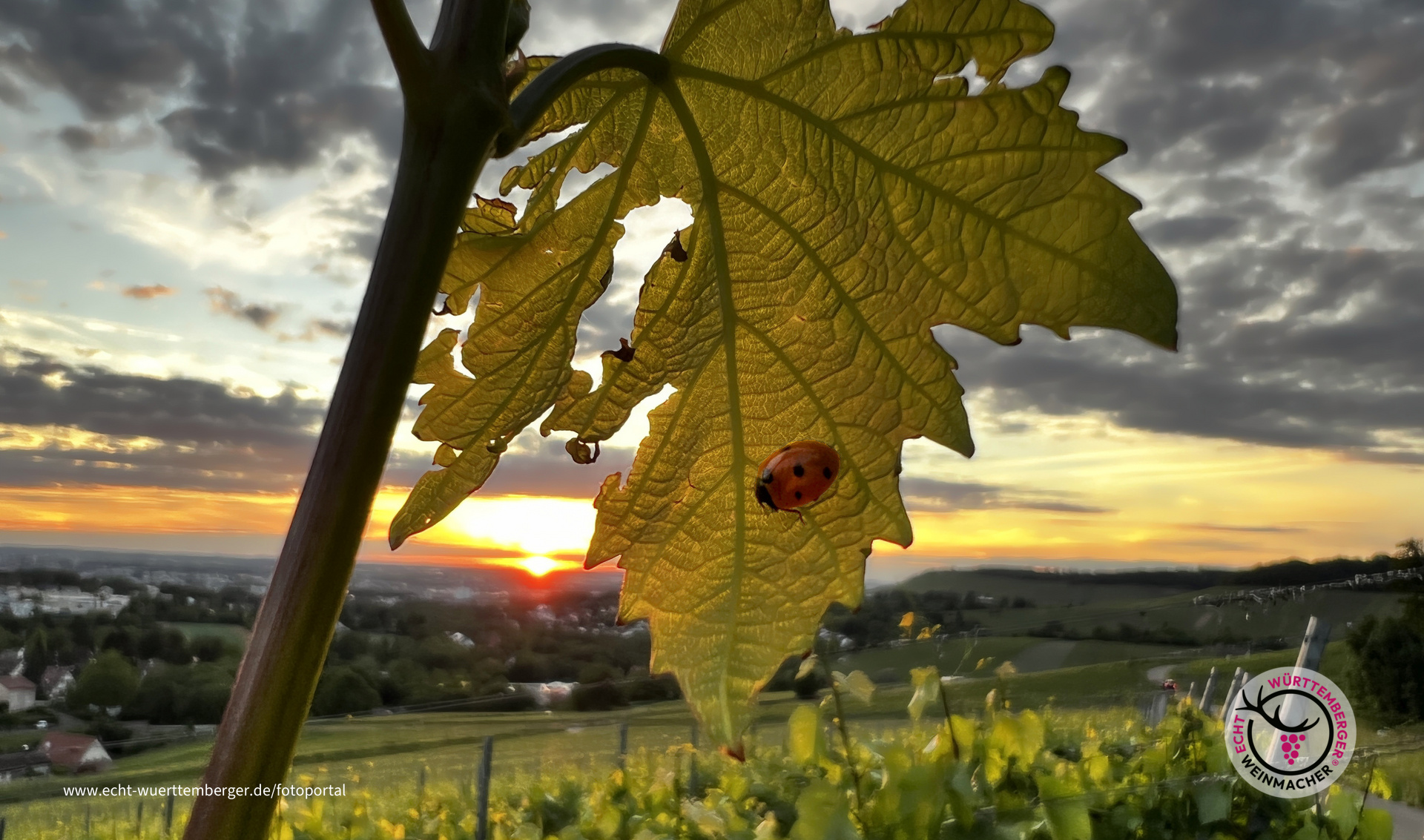 Heilbronner Glücksbringer