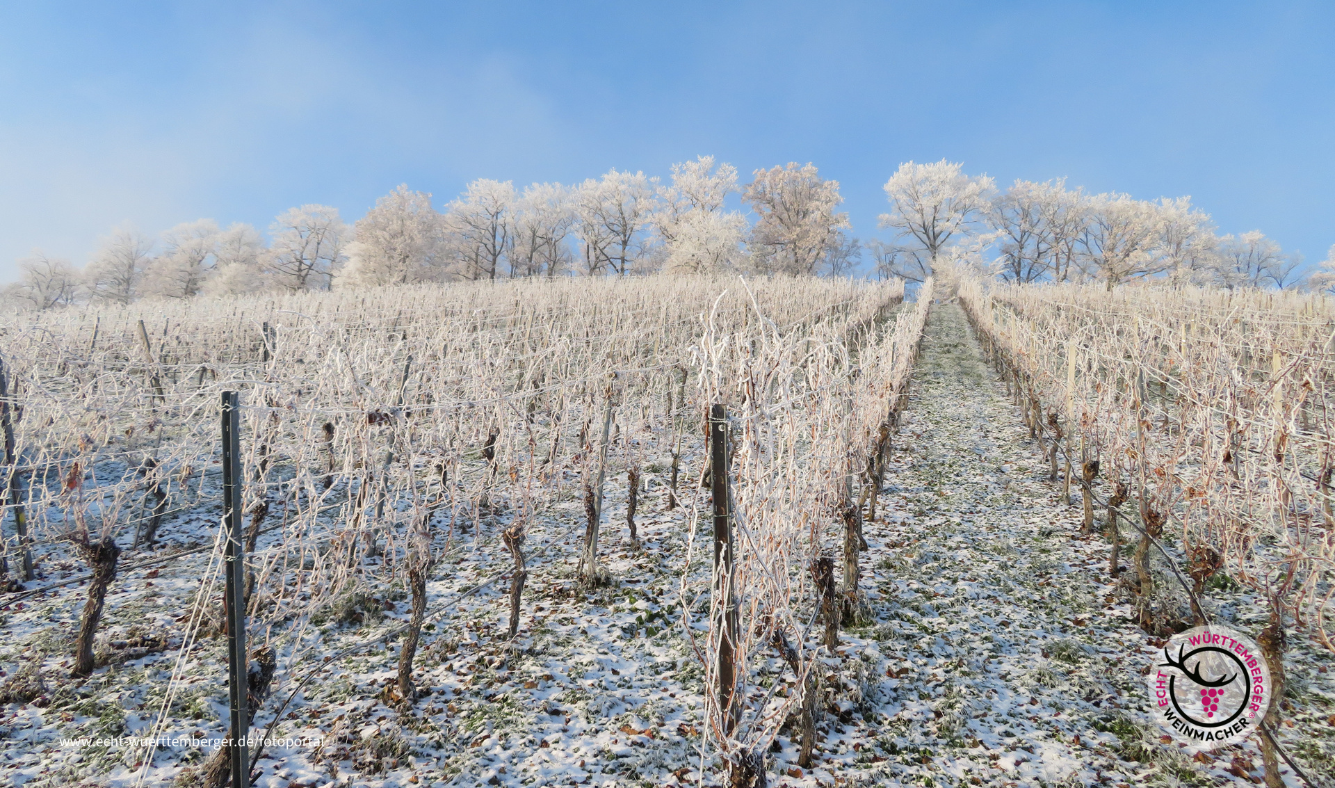 Winterweinberg