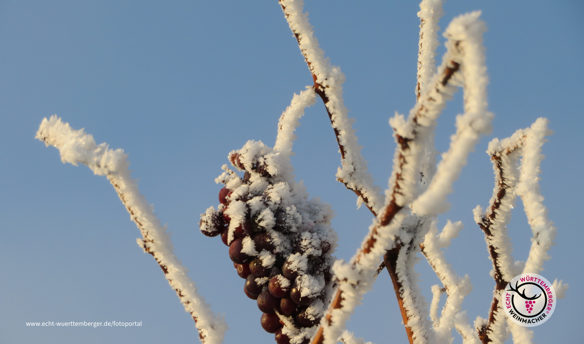 gefrostete Trauben