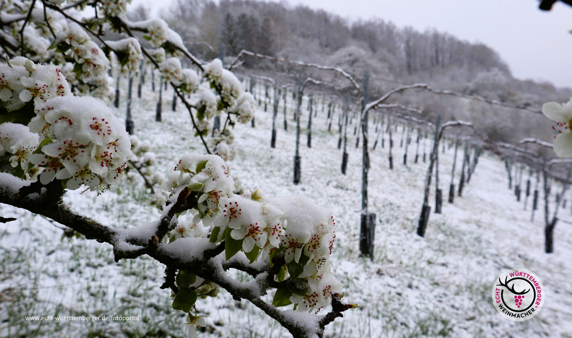 2.4.2022 - Frühlingsimpressionen aus dem Weinberg