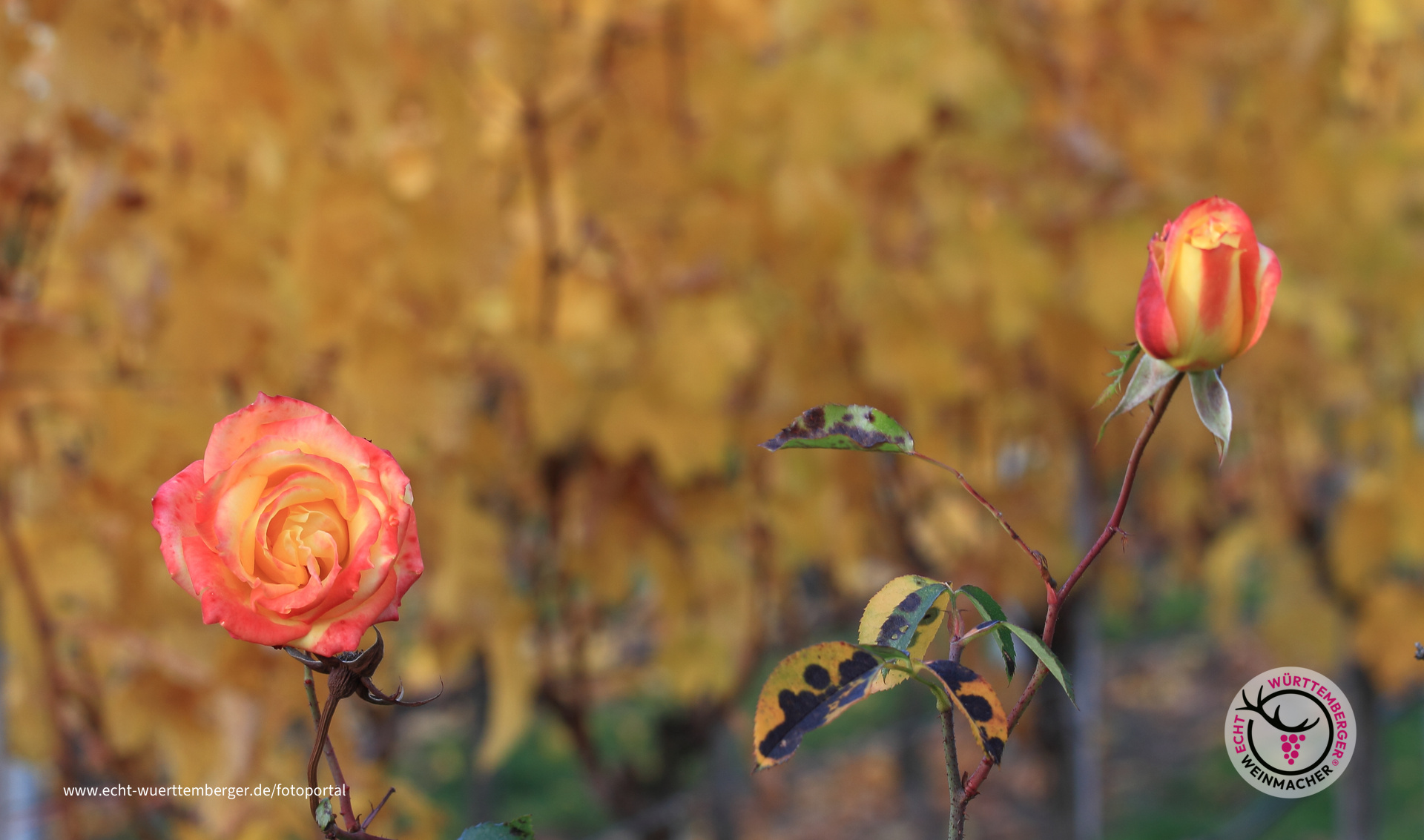 Weinbergschmuck