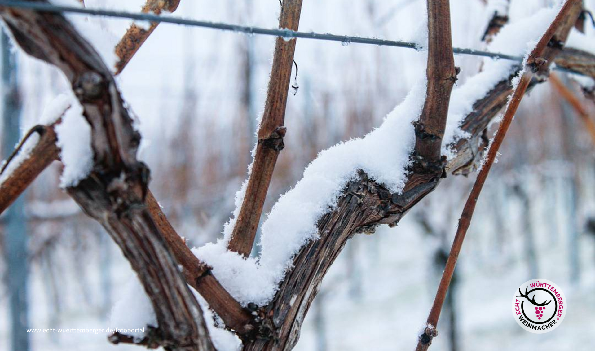Schnee auf Weinreben