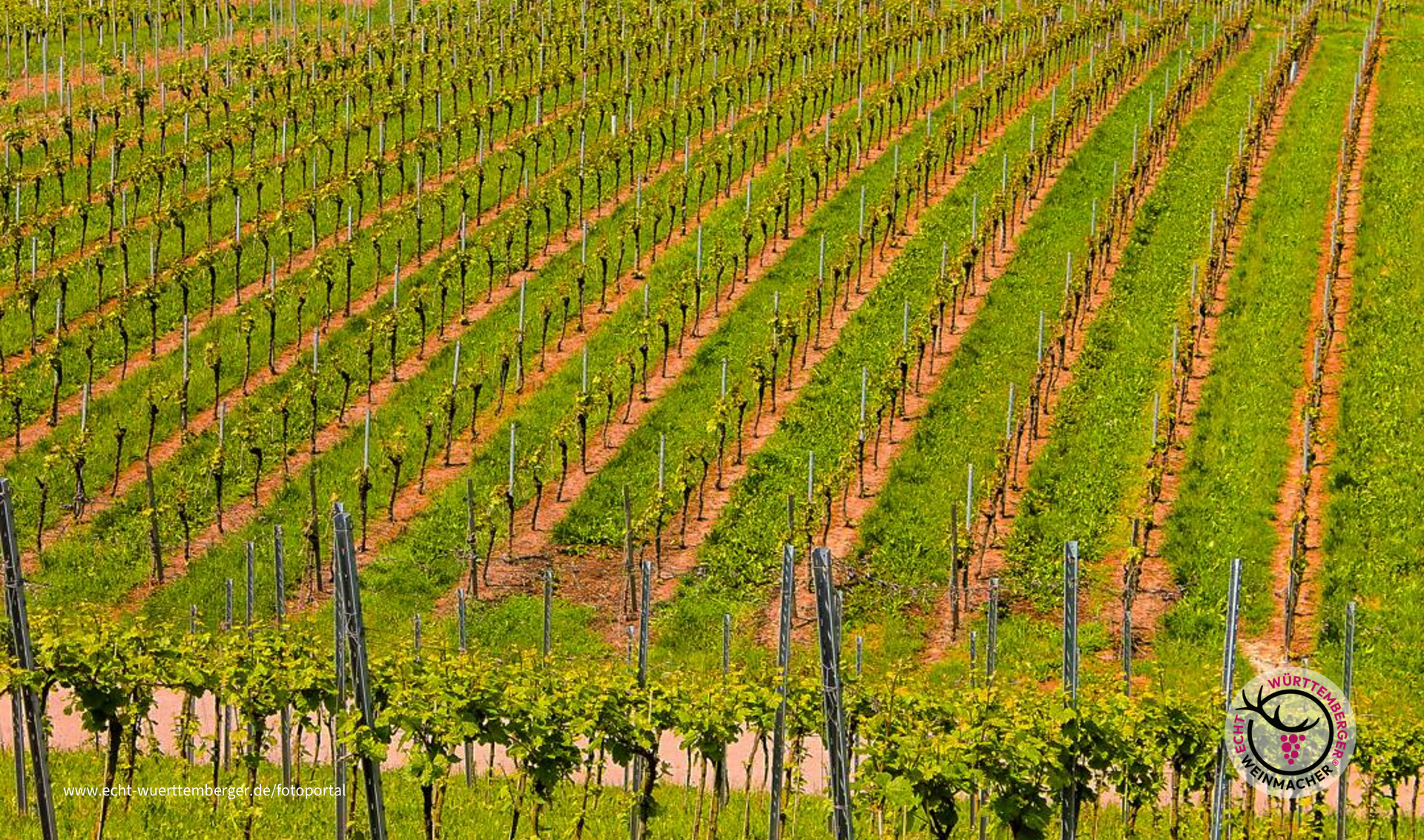 Heilbronnerland ist Weinland