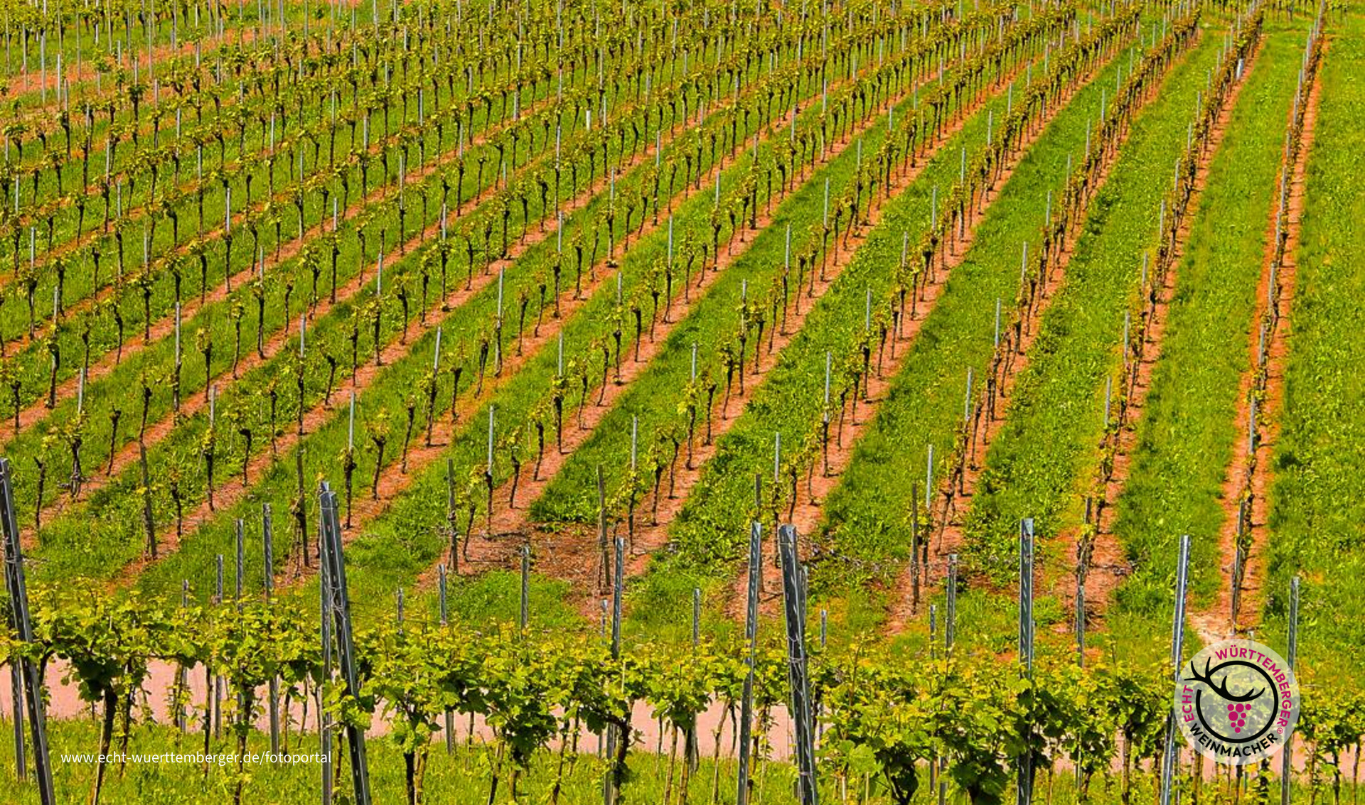 Heilbronnerland ist Weinland 