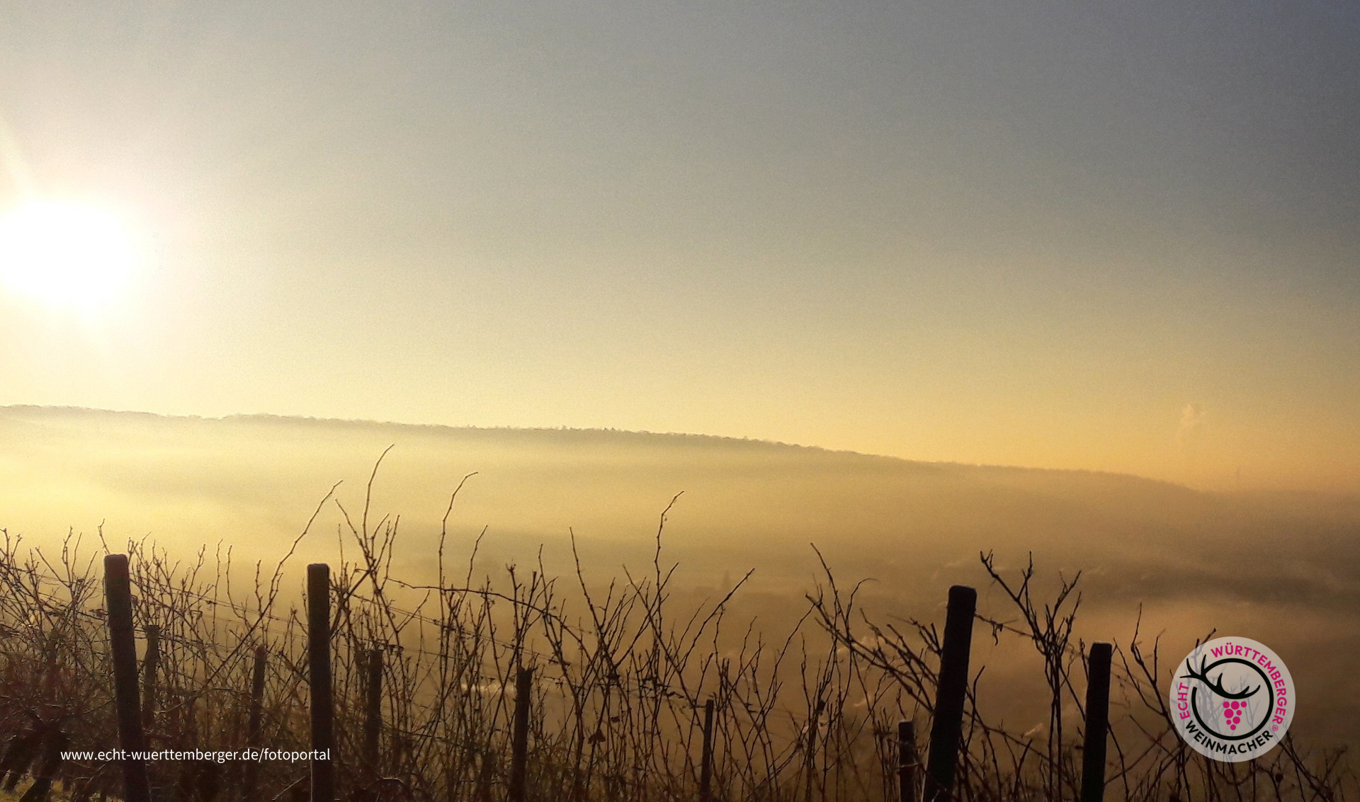 Morgenstimnung im Weinberg