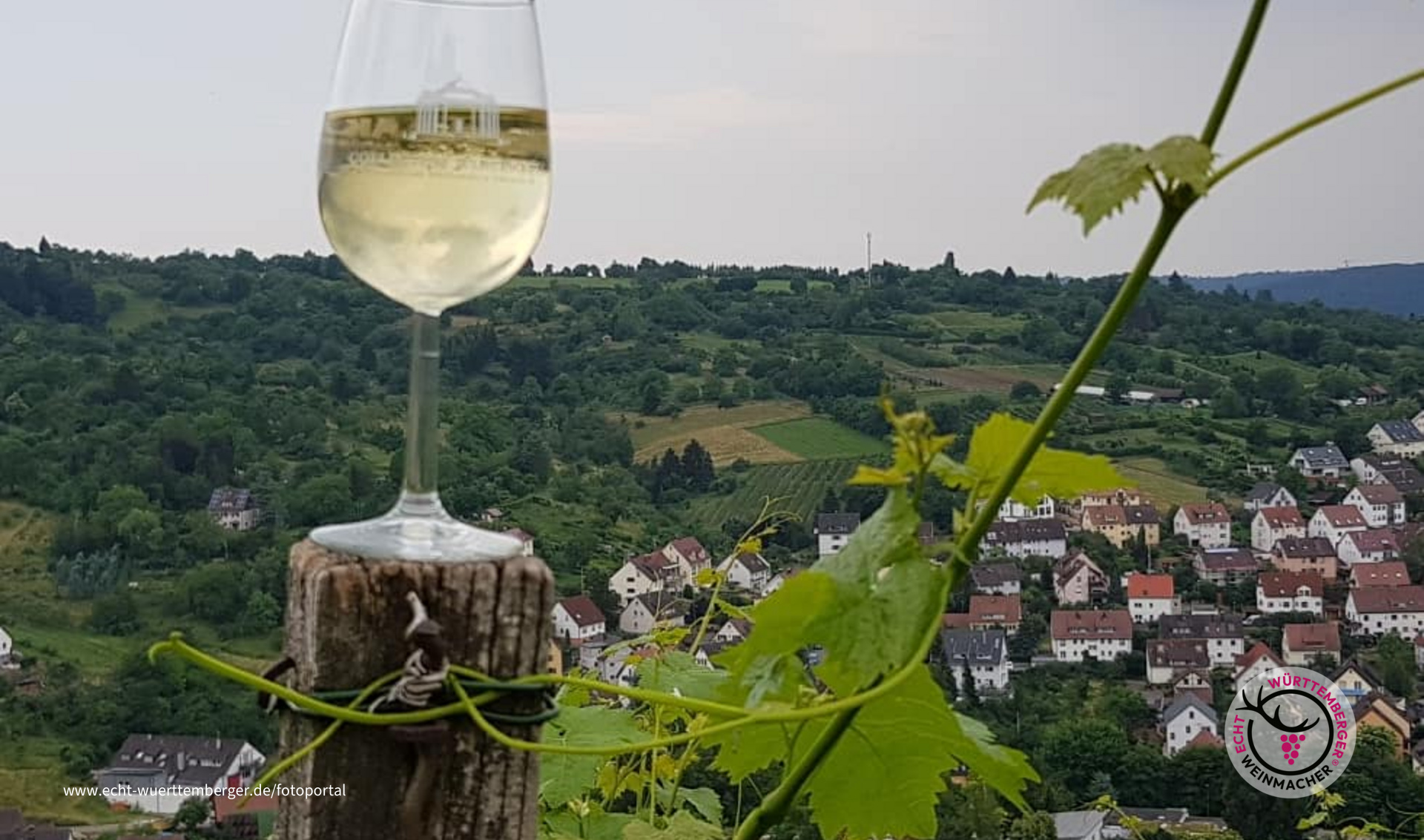 Weingenuss in den Weinbergen