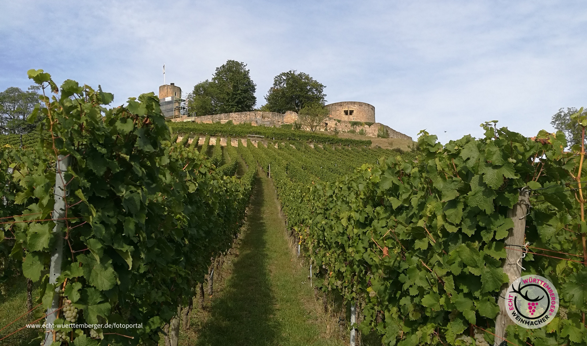 Riesling an der Burg Weibertreu