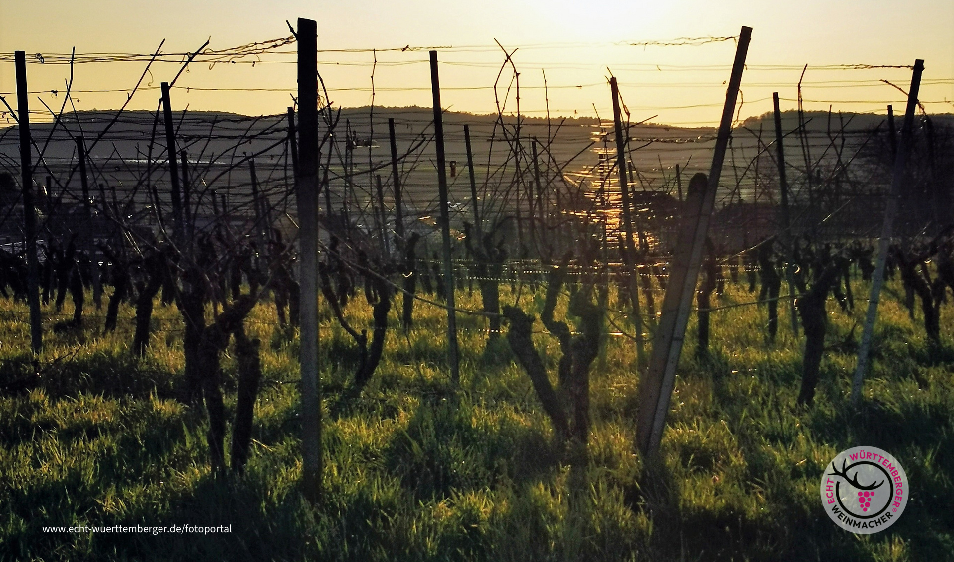 Stille im Weinberg