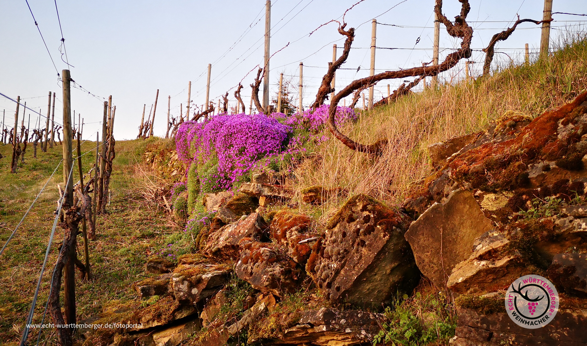 Licht und Schatten – prächtige Blütenpracht und eingestürzte Wengertmauer