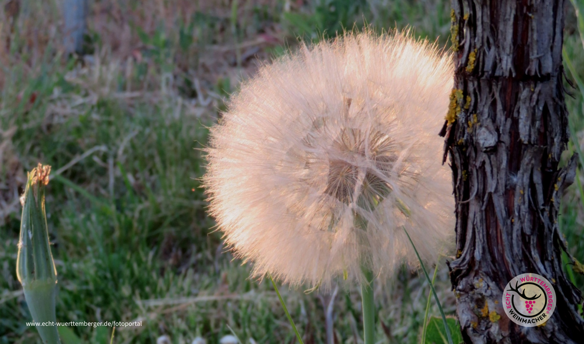 Abend "Sonne" am Weinstock