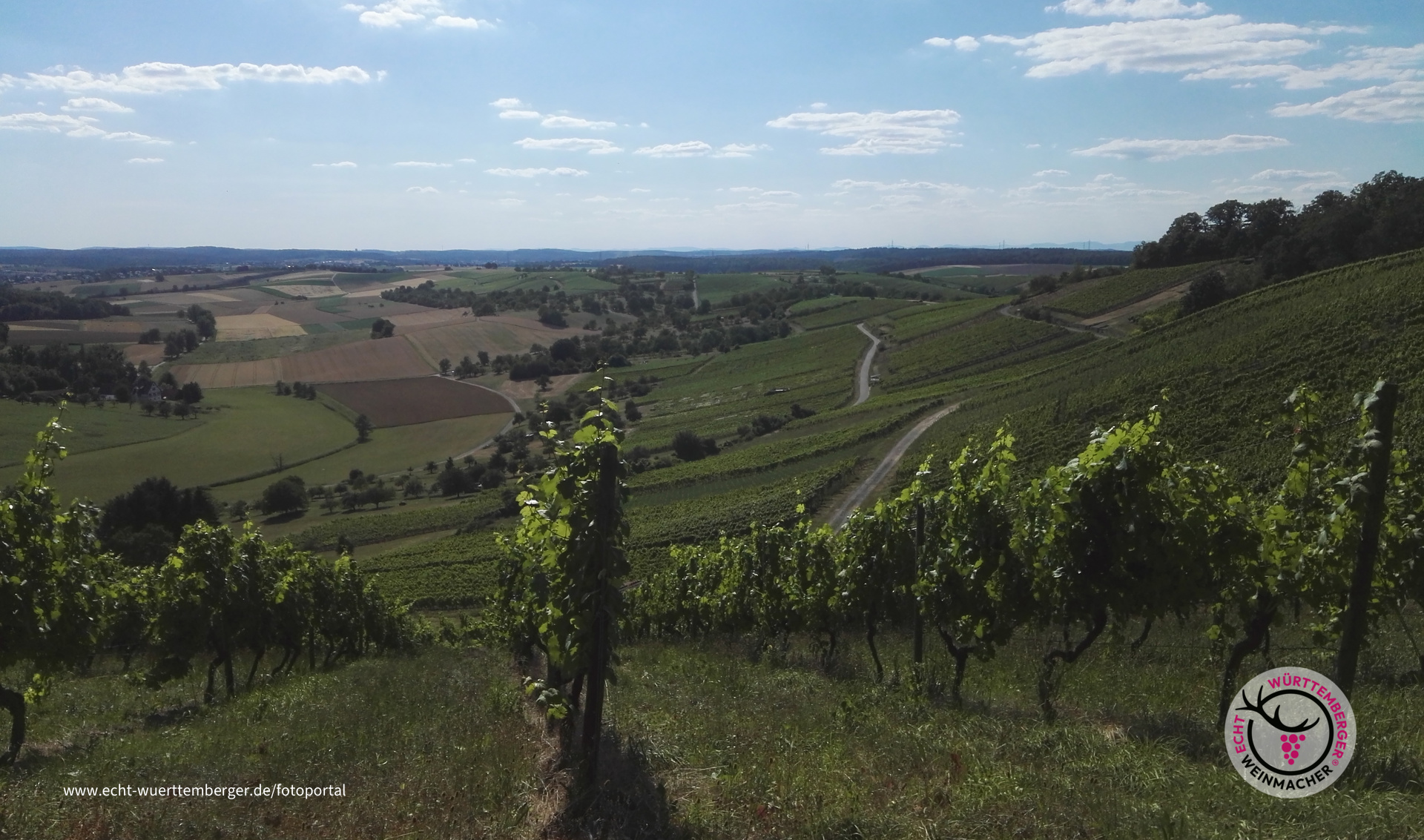 Weinberge bei Oberderdingen (Horn)
