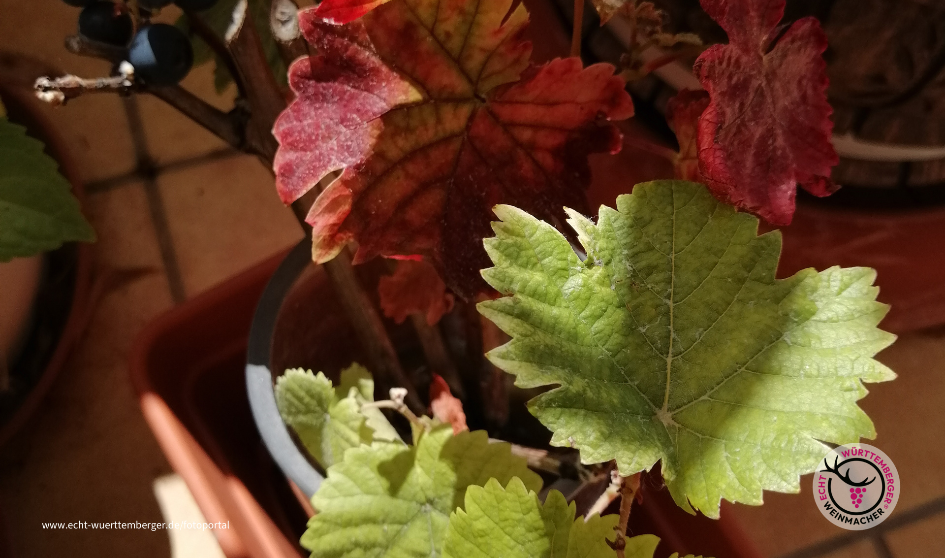 Spätburgunder Jungstock vom Balkon