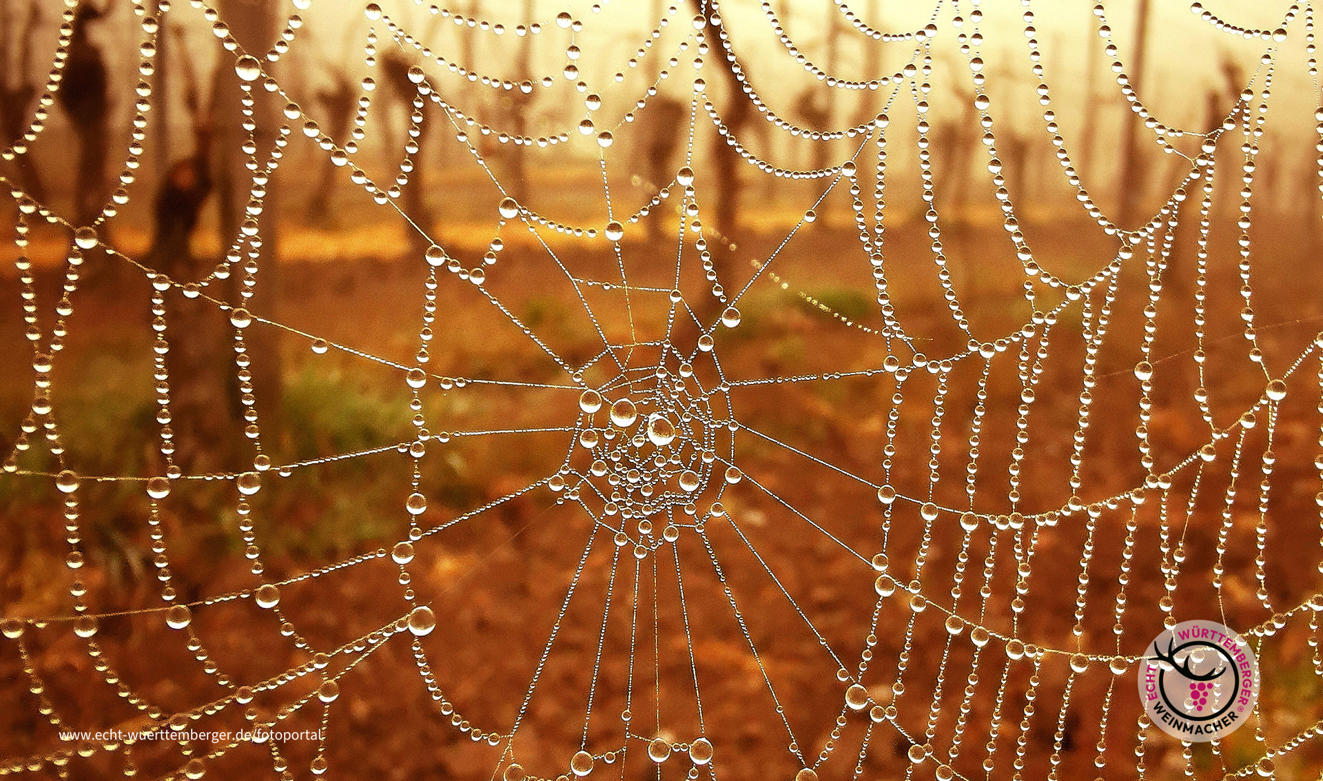 Weinberg gut "vernetzt"
