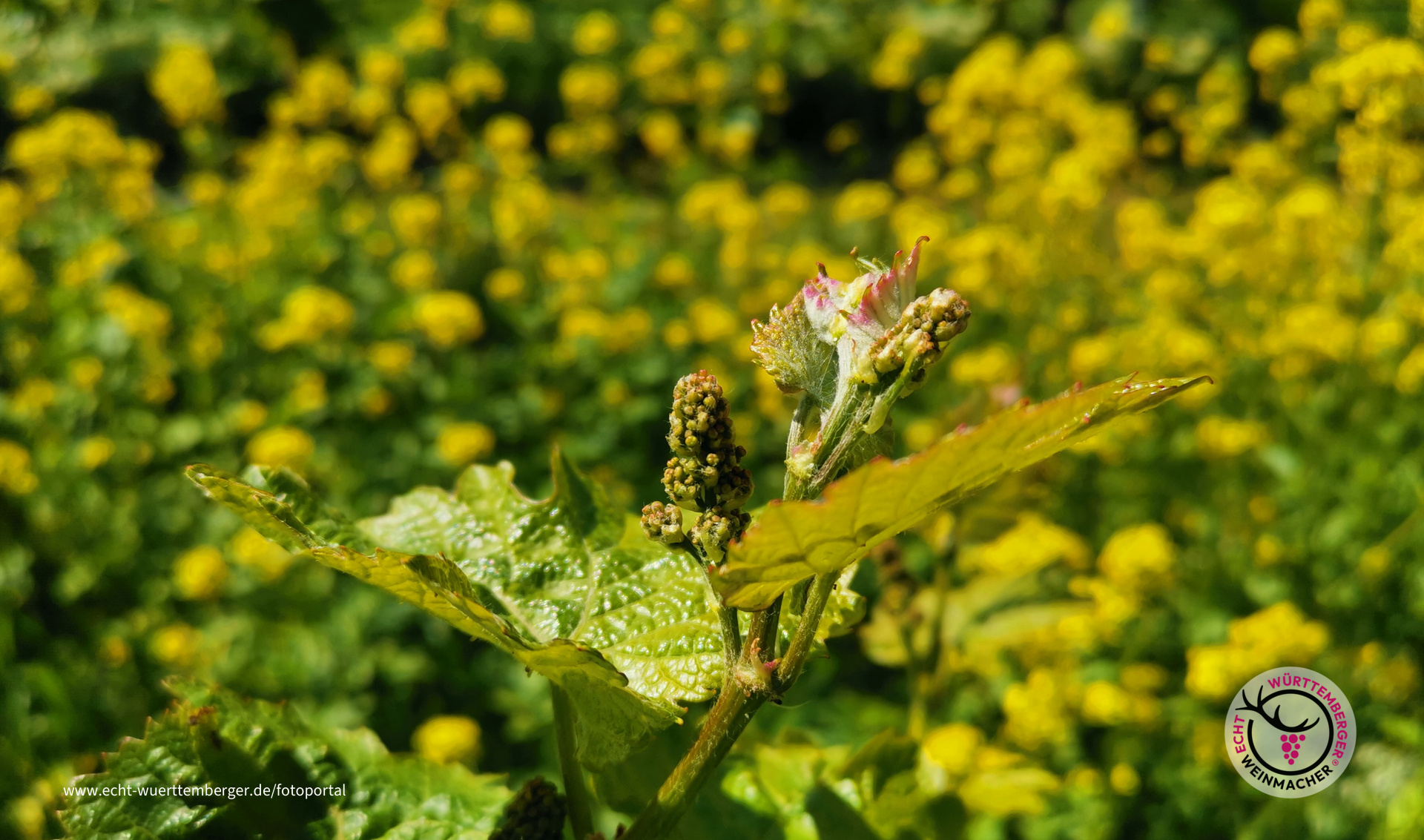 Eine Wonne der Blütenstand im Weinberg