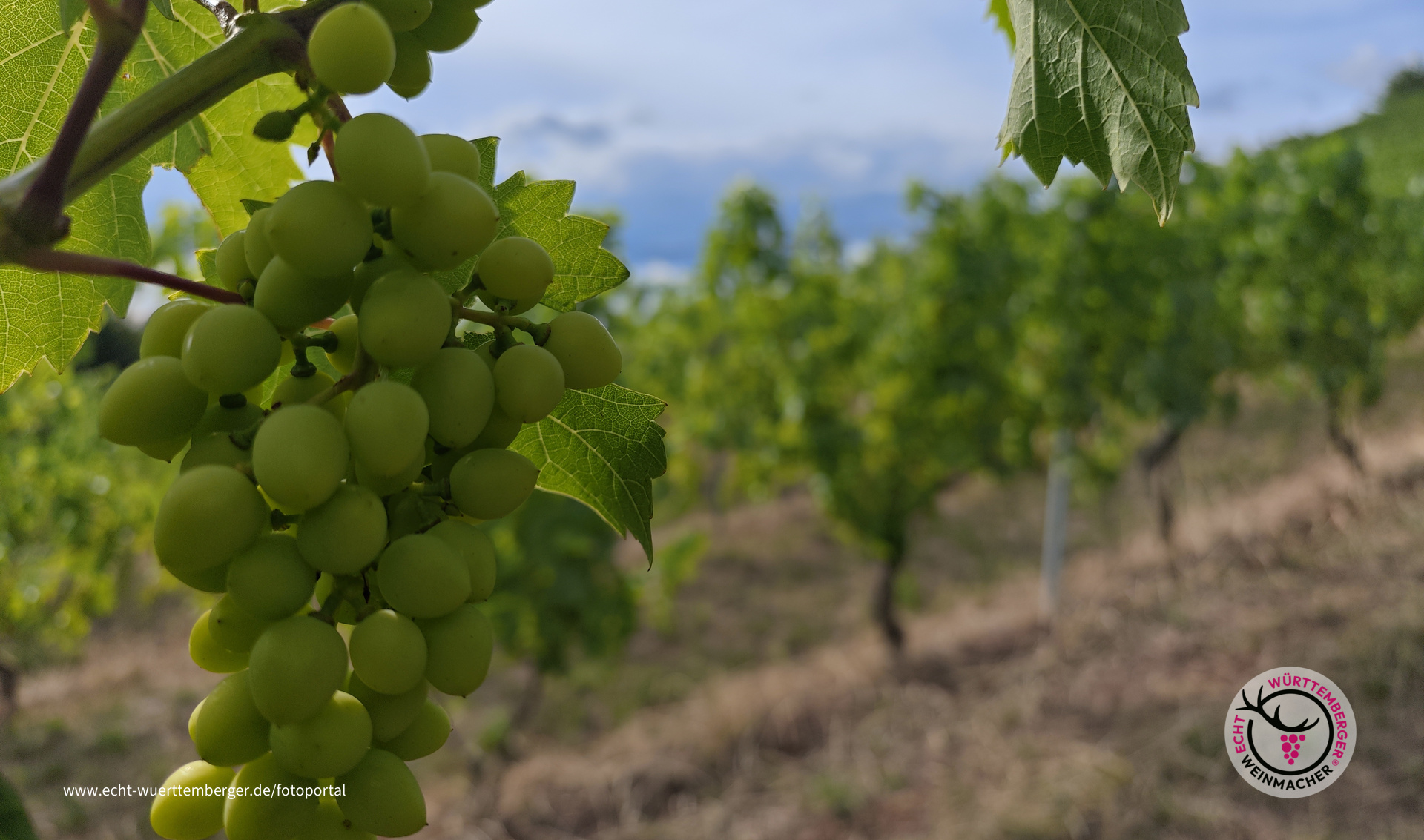 Noch nicht ganz reif