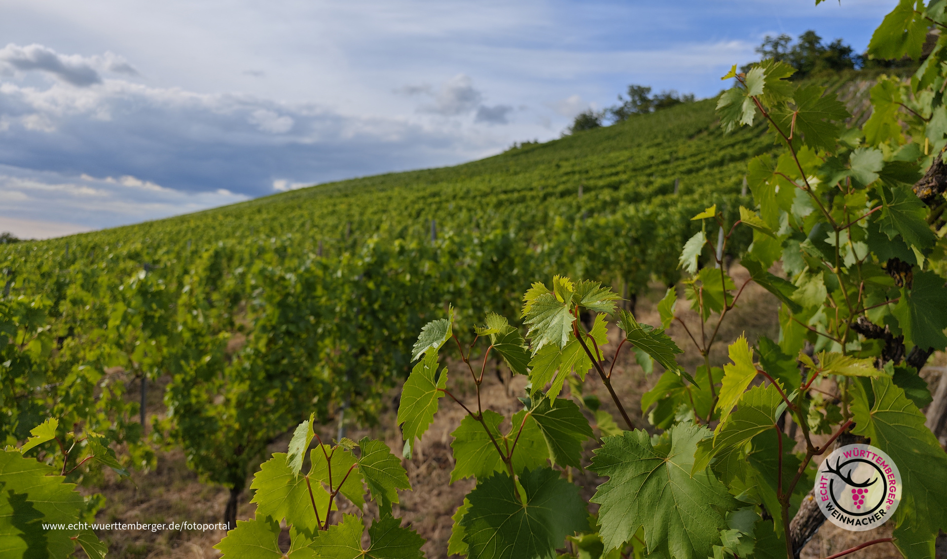 grüne Weinbergimpression