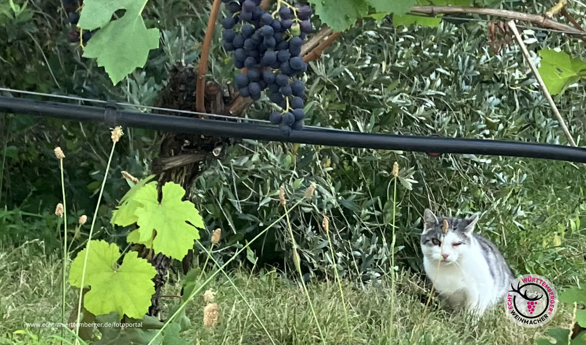 Katzenbeisser