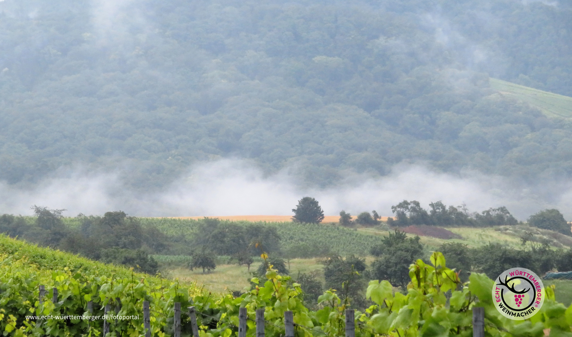 Abendnebel steigt hinter dem Weinberg auf