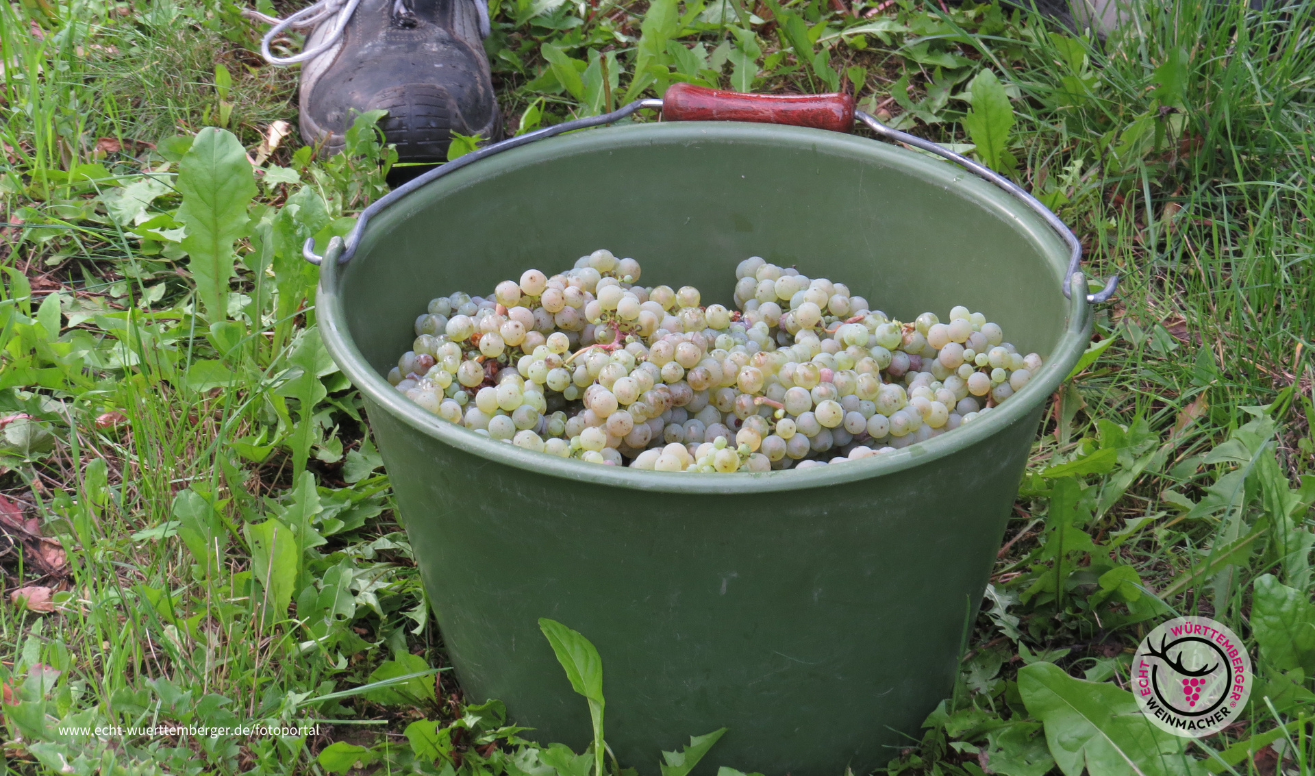 Das wird mein Riesling!