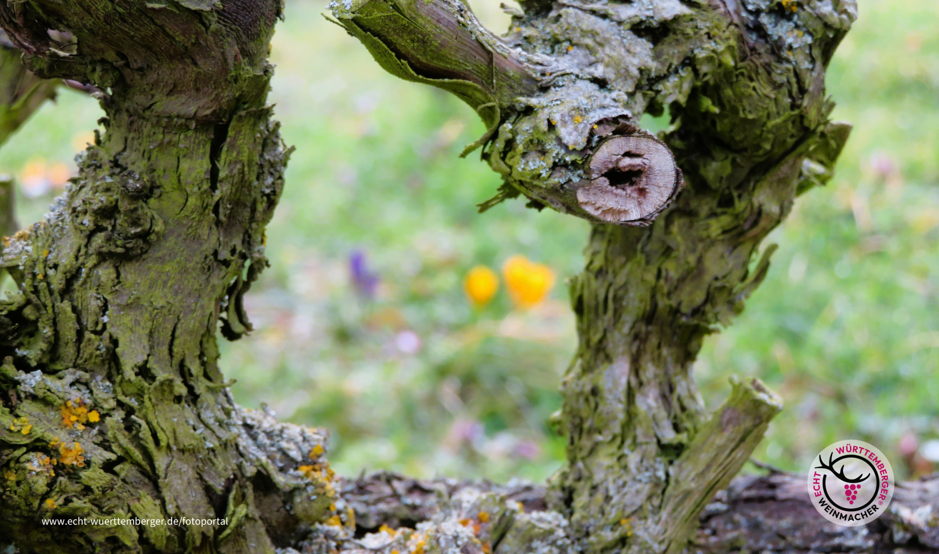 erste Frühlingsboten