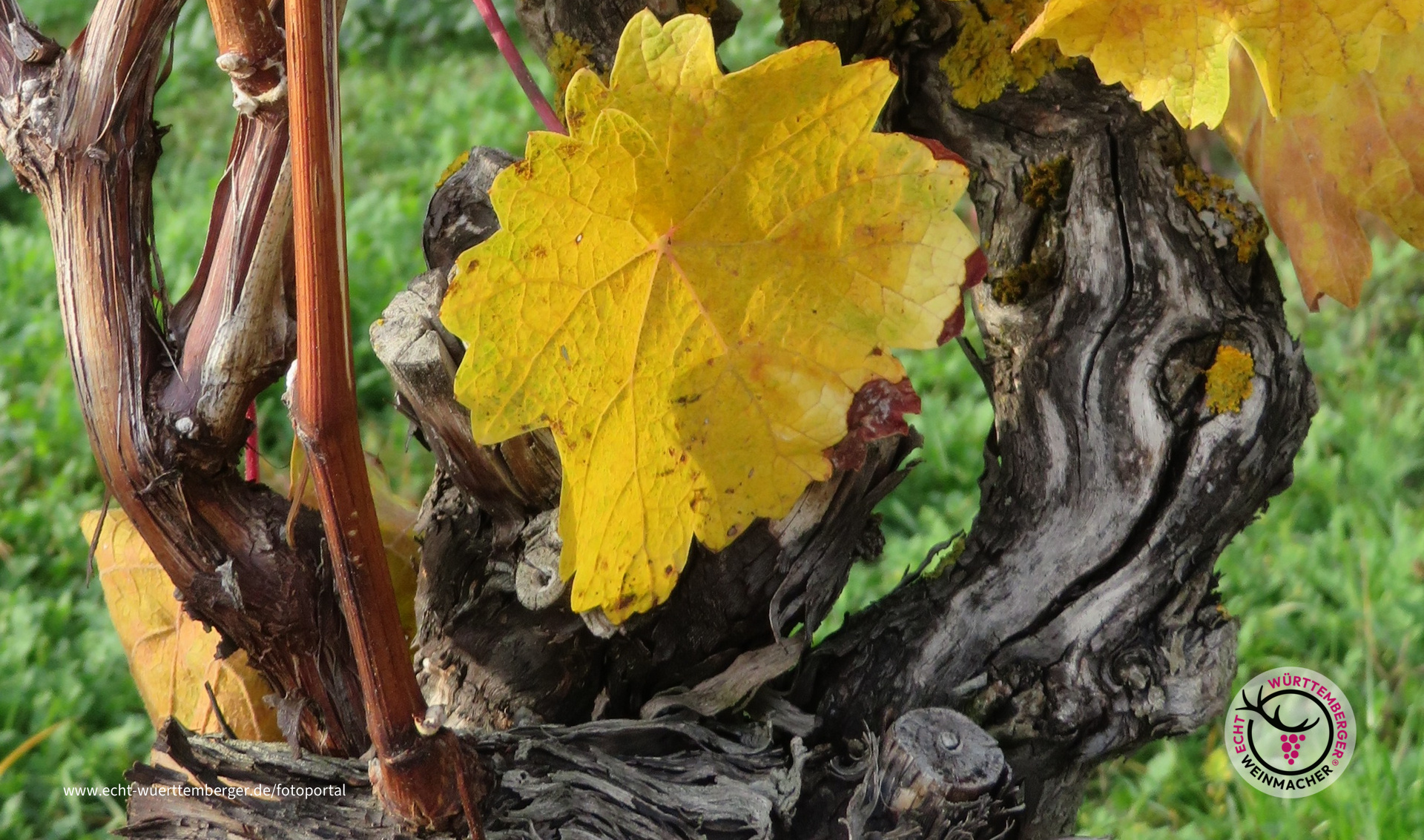 Herbstblatt im Rebstockrahmen