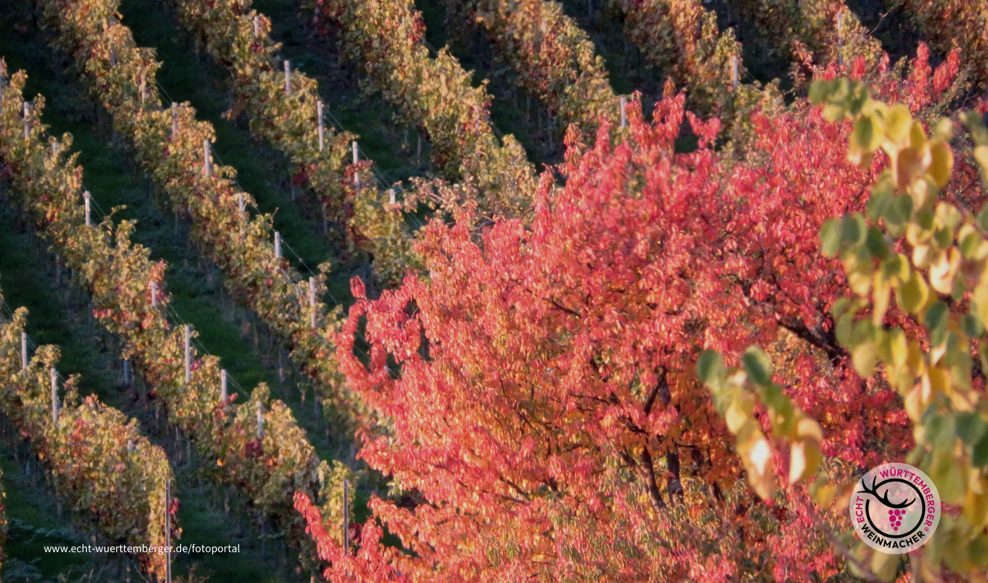 Nicht nur der Wein ist bunt
