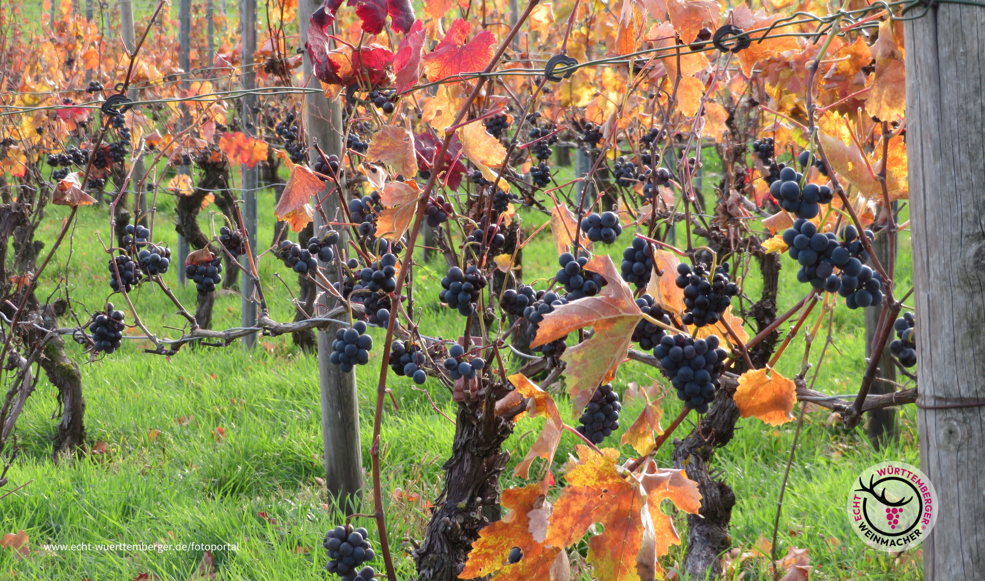 Novembertrauben 