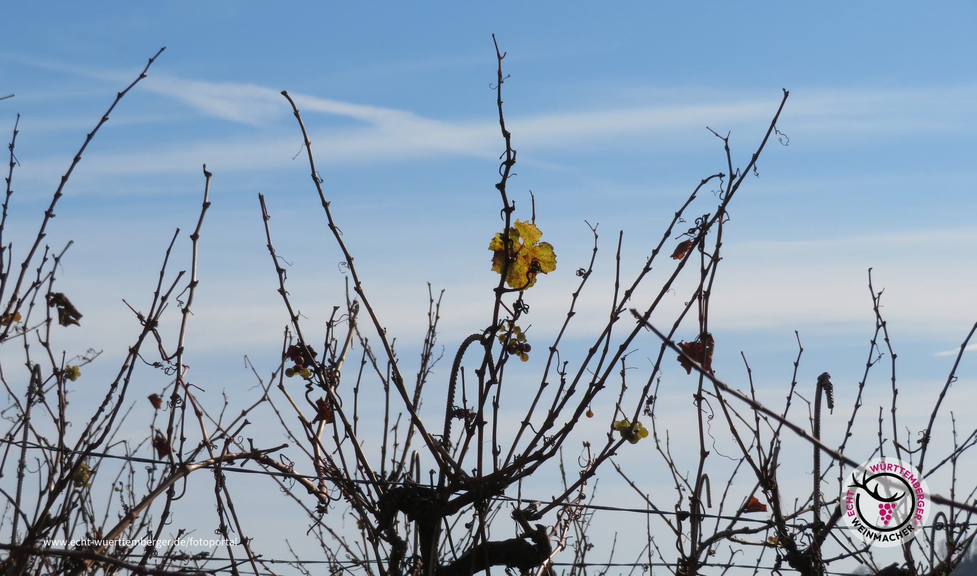 November im Weinberg