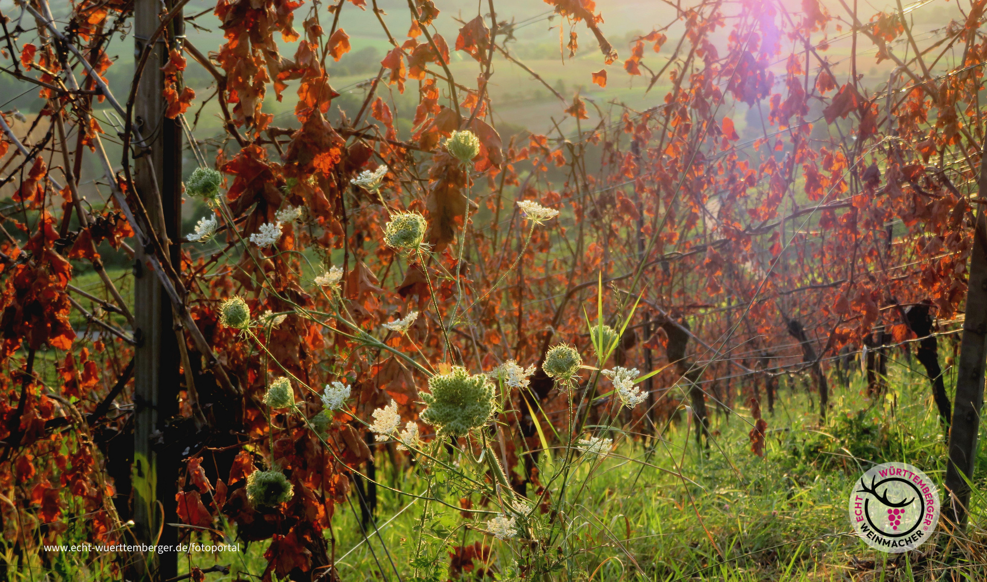 Herbst im Sommer