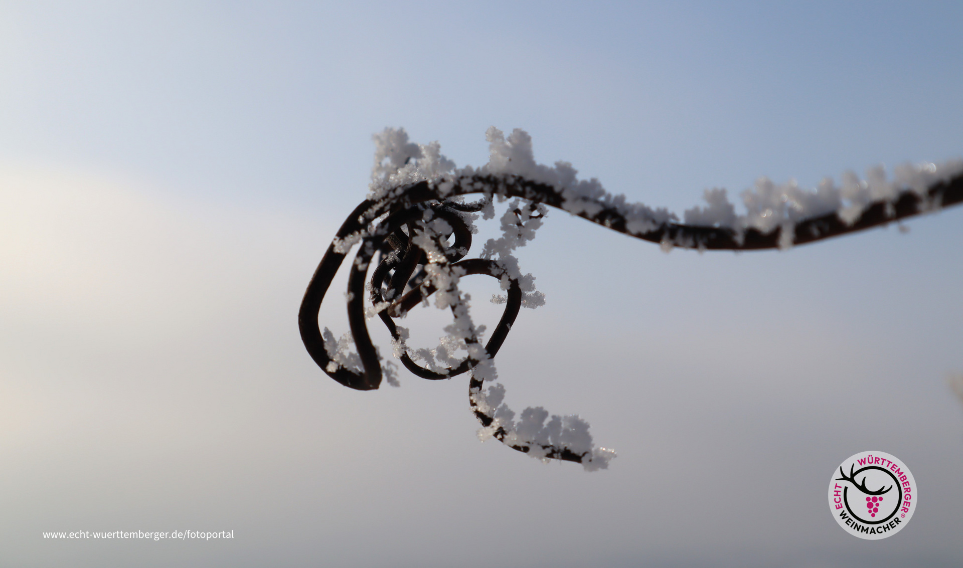 Rebe und Frost