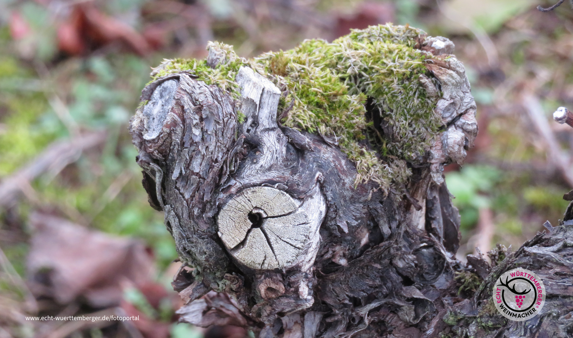 Hund, Schweinchen oder doch ein Weinstock?