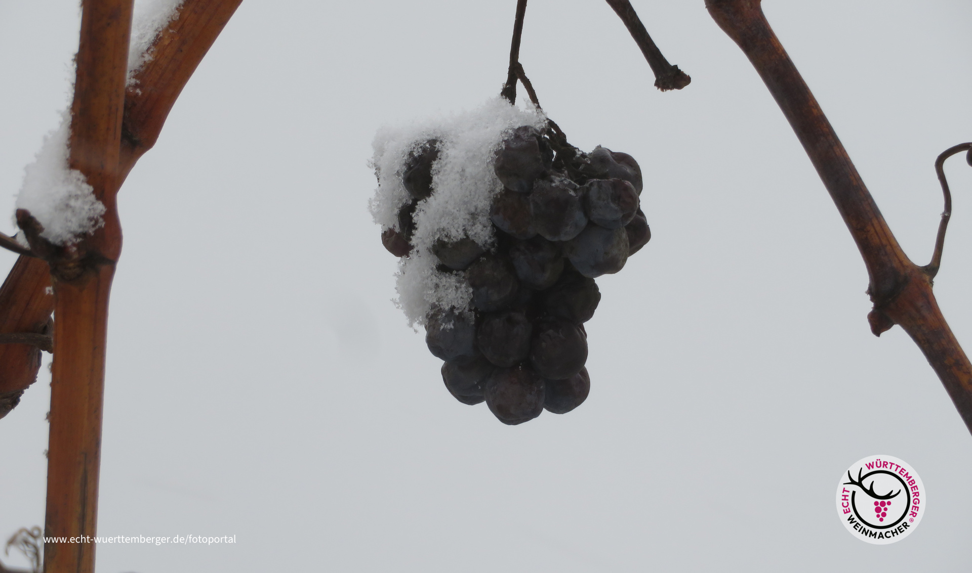 Silvestertraube 2020