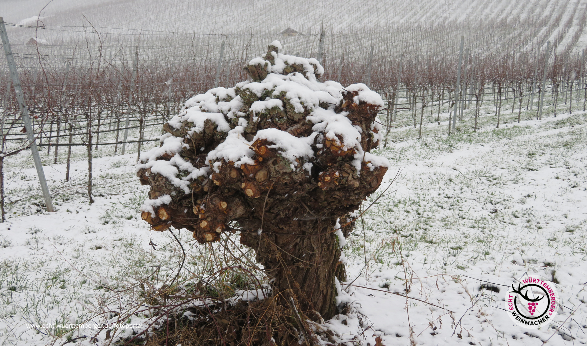 Weinbergwinter 2020